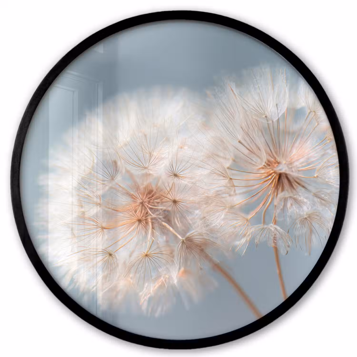 Paardenbloemen - Pluisjes - Wit Fotolijst rond zonder passe partout klein -3d