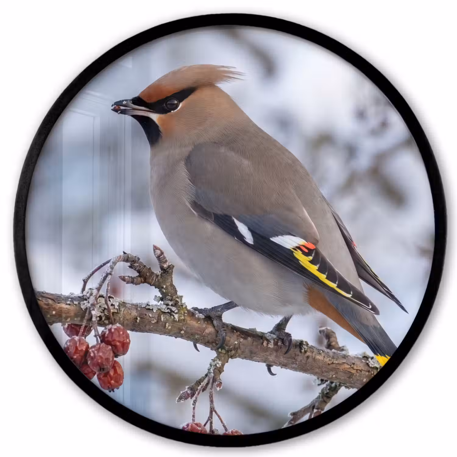 Pestvogel - Bessen - Winter - Natuur Fotolijst rond zonder passe partout klein -3d