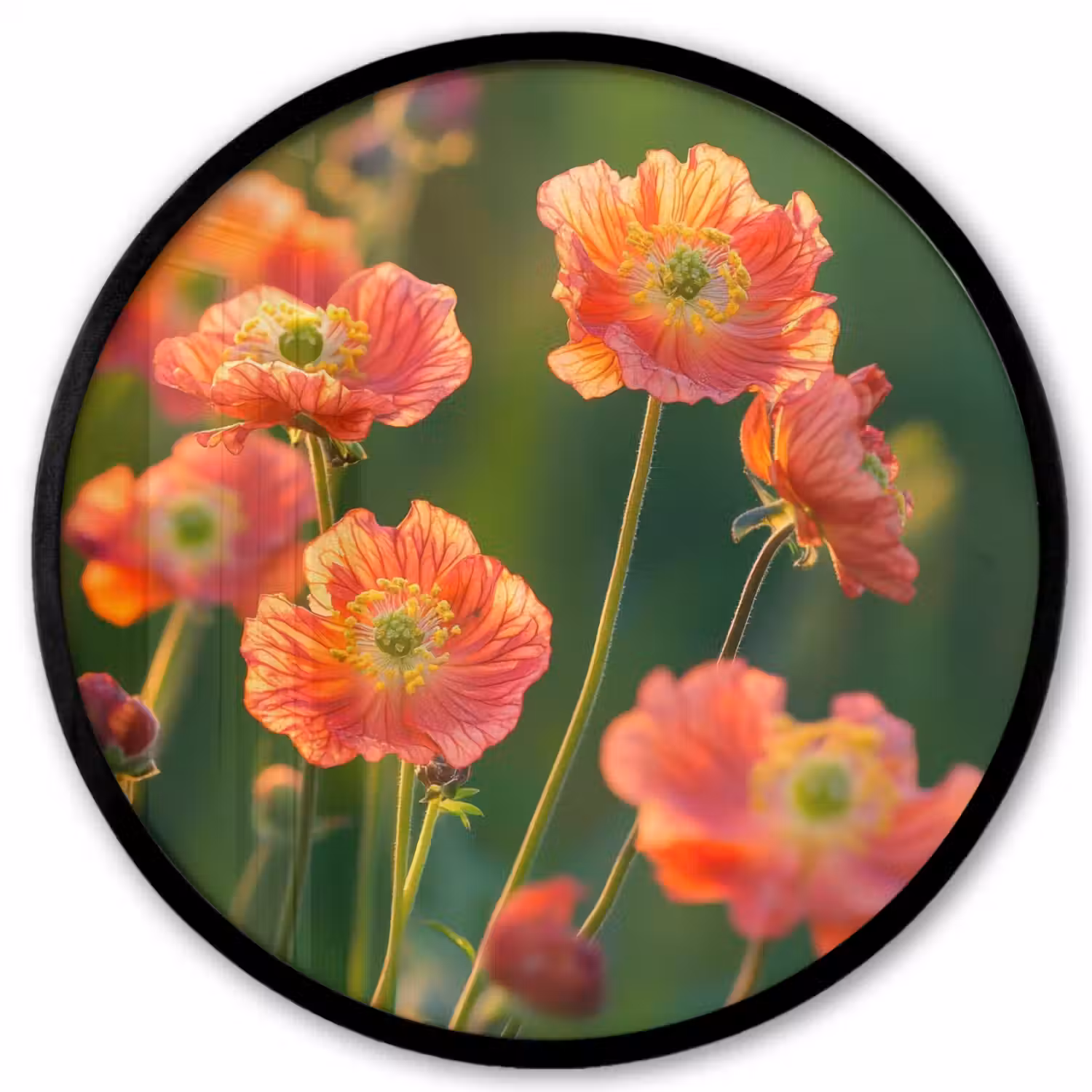 Bloemenveld - Zonnestralen - Oranje Fotolijst rond zonder passe partout klein -3d