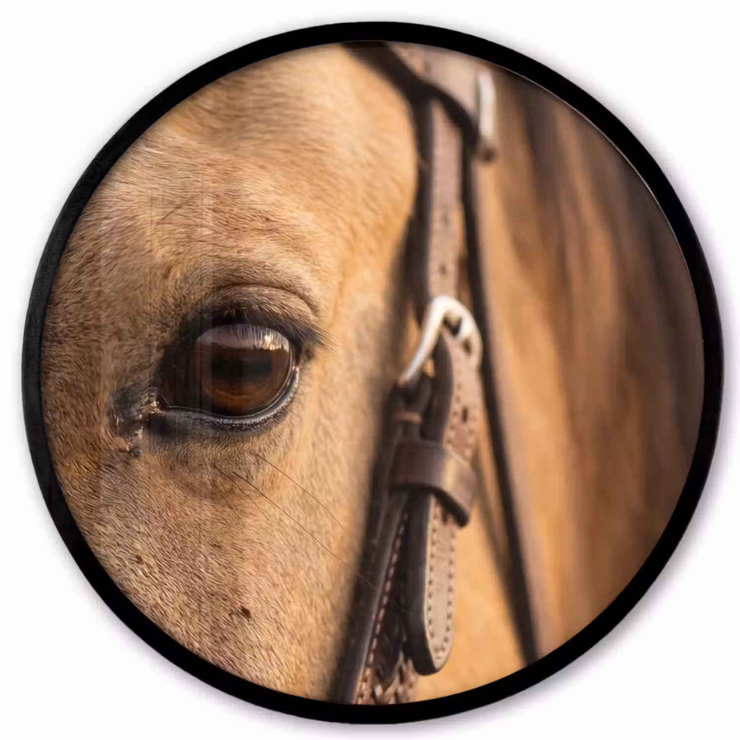 Paard - Oog - Bruin Fotolijst rond zonder passe partout klein -3d