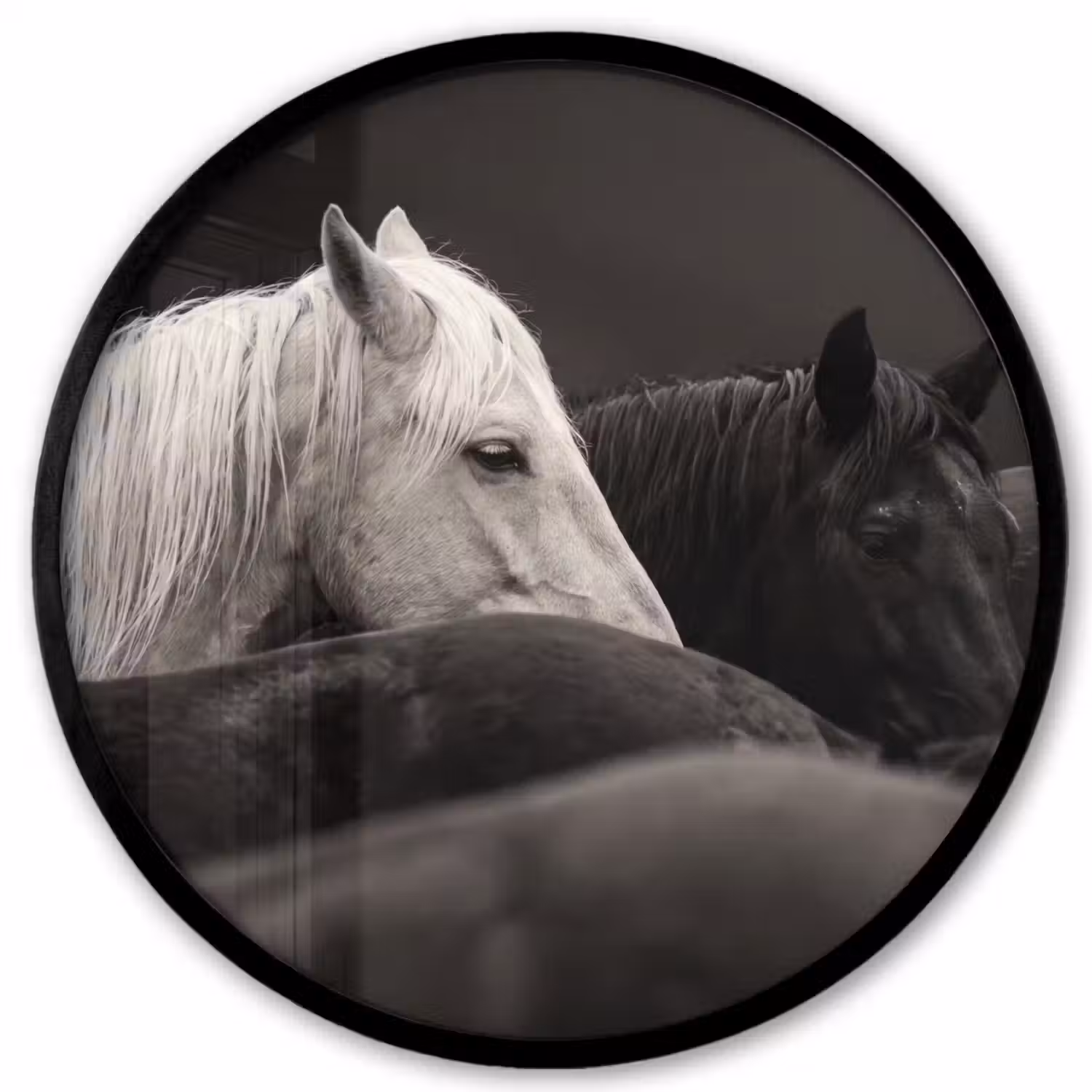 Paarden - Zwart - Wit - Kudde Fotolijst rond zonder passe partout klein -3d