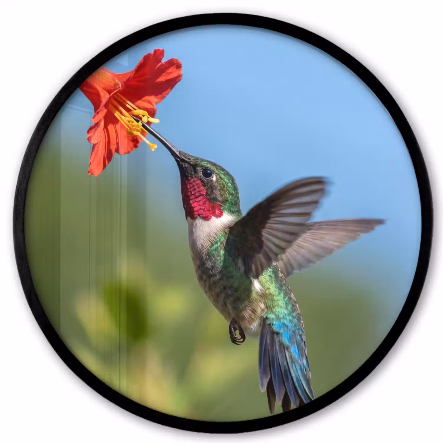 Kolibrie - Bloem - Natuur - Groen Fotolijst rond zonder passe partout klein -3d