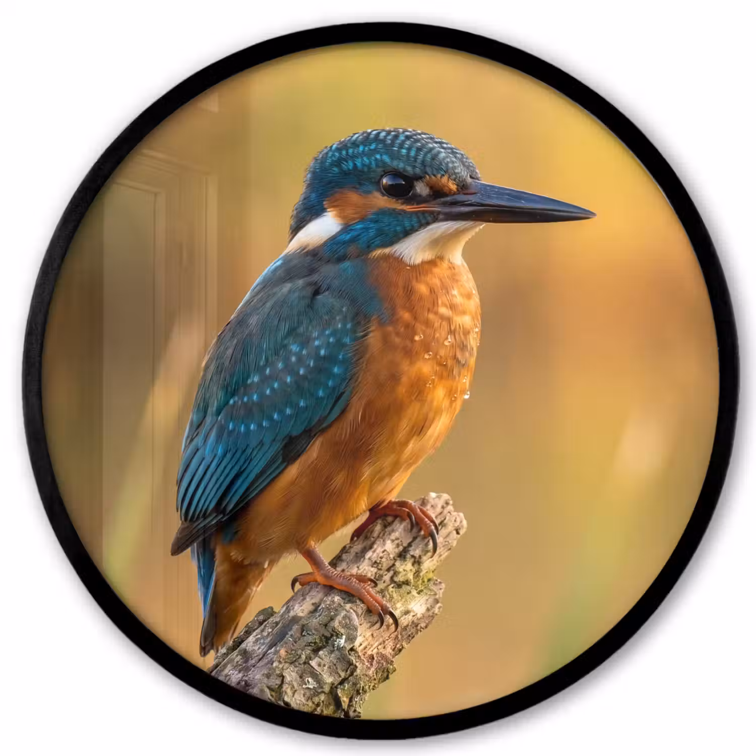 IJsvogel - Tak - Water - Kleurrijk - Levendig Fotolijst rond zonder passe partout klein -3d