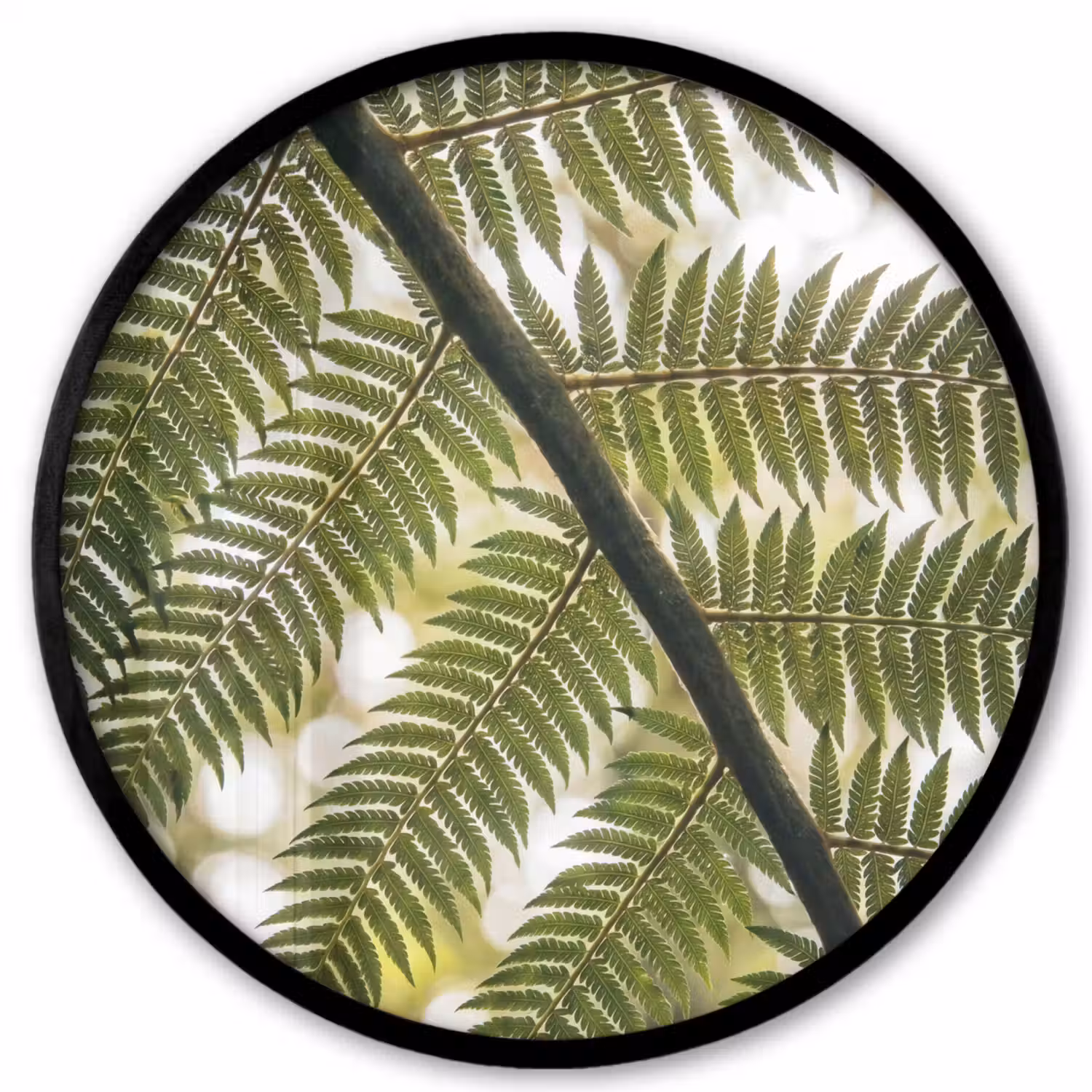 Plant - Blad - Natuur - Groen - Detail Fotolijst rond zonder passe partout klein -3d