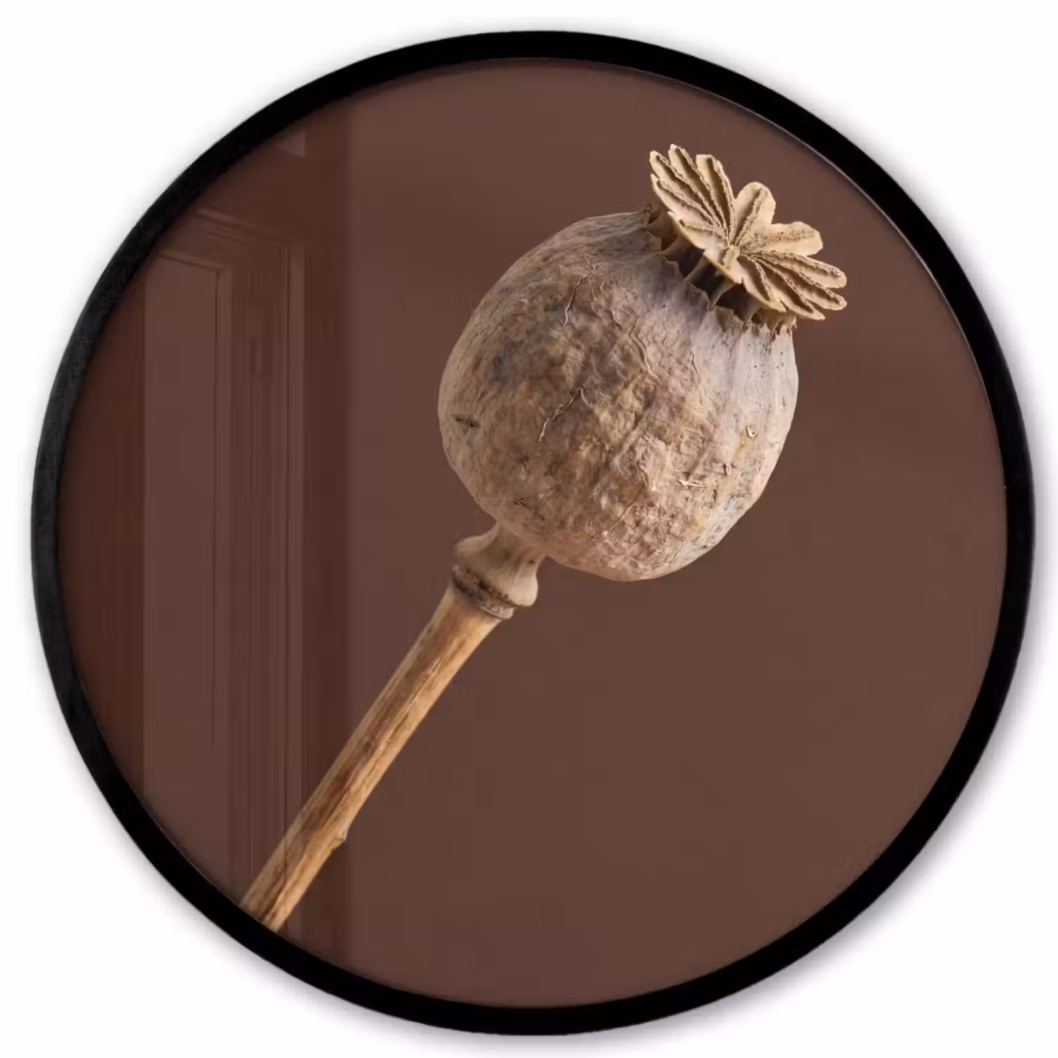 Papaverbol - Droogbloem - Bruin - Minimalistisch Fotolijst rond zonder passe partout klein -3d