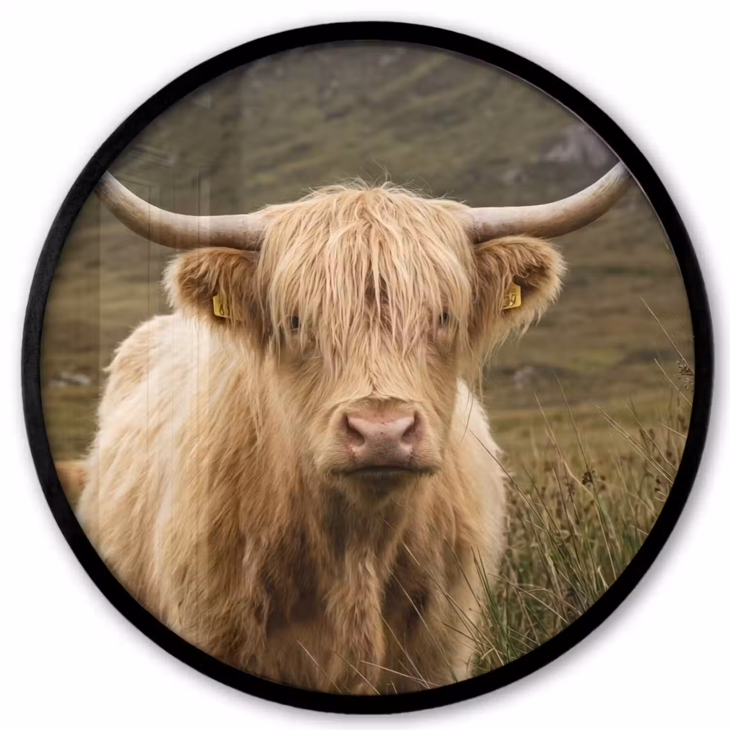Schotse hooglander - Bergen - Grasveld Fotolijst rond zonder passe partout klein -3d