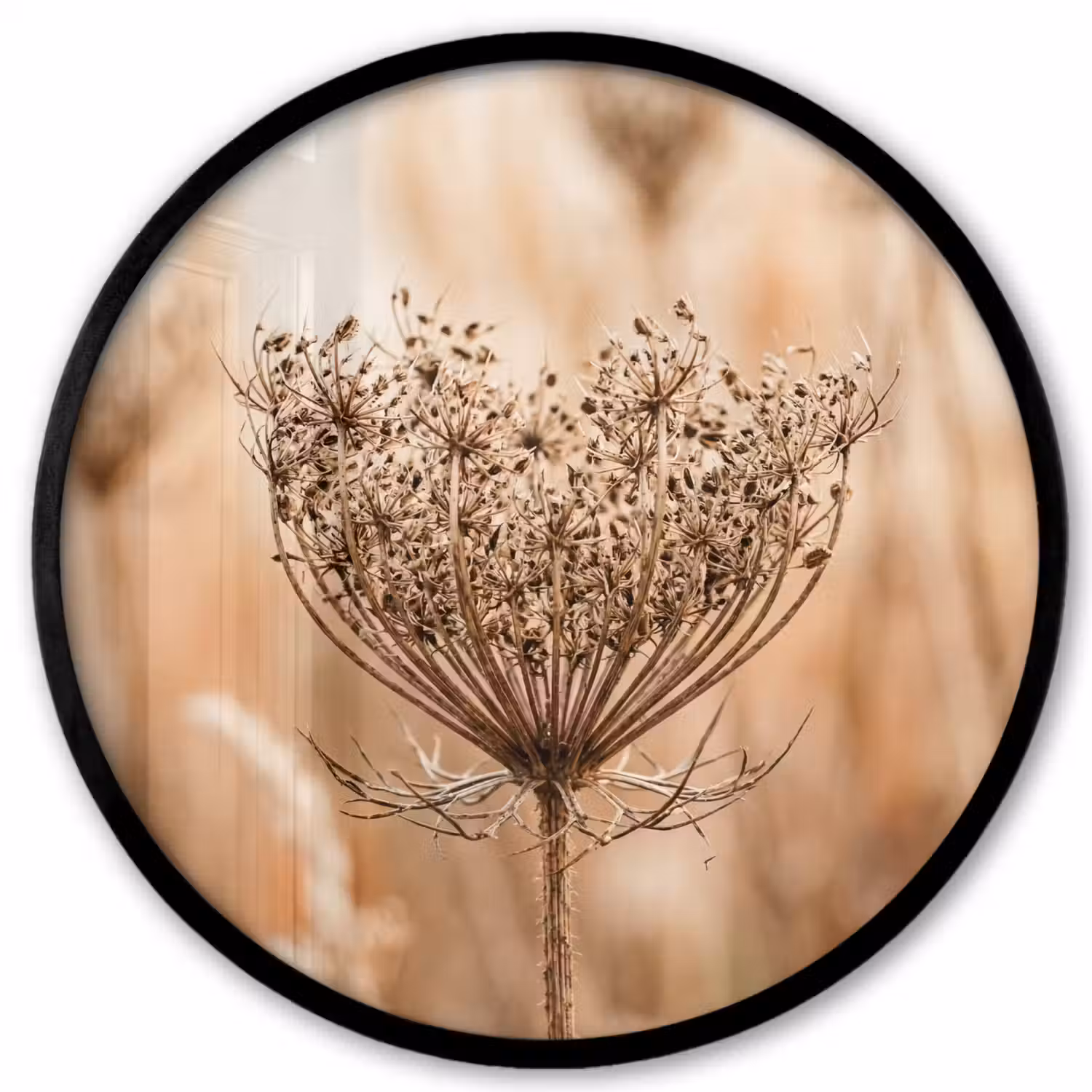 Schermbloem - Droogbloem - Winter - Beige - Minimalistisch Fotolijst rond zonder passe partout klein -3d