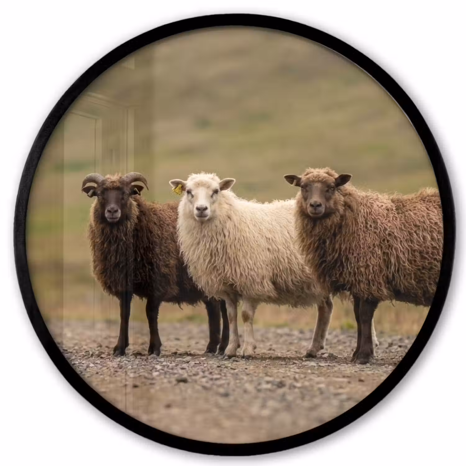 Schapen - Bruin - Wit - Grindpad Fotolijst rond zonder passe partout klein -3d