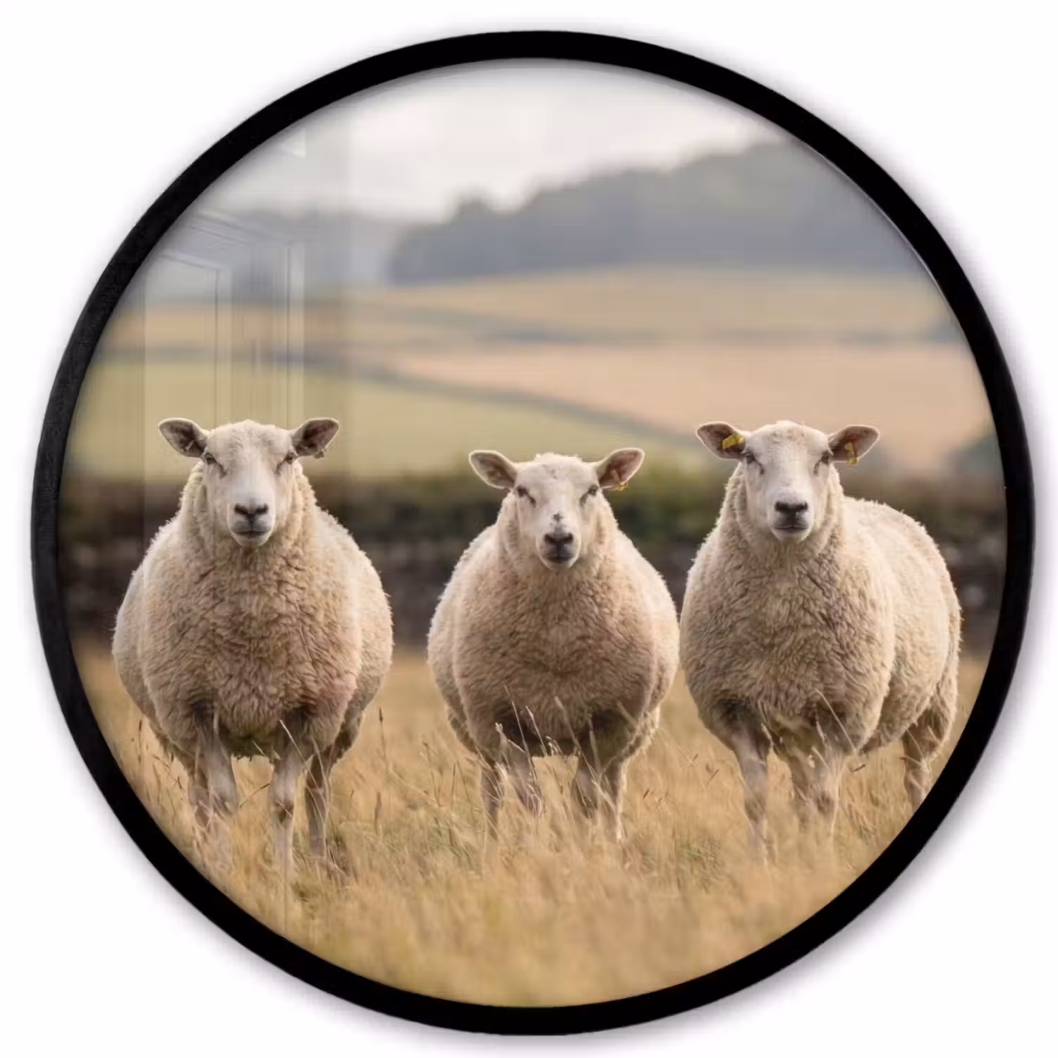 Schapen - Weidenlandschap - Heuvels Fotolijst rond zonder passe partout klein -3d