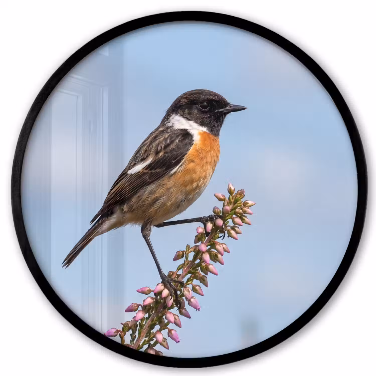 Roodborsttapuit - Heide - Paars - Natuur - Sfeervol Fotolijst rond zonder passe partout klein -3d