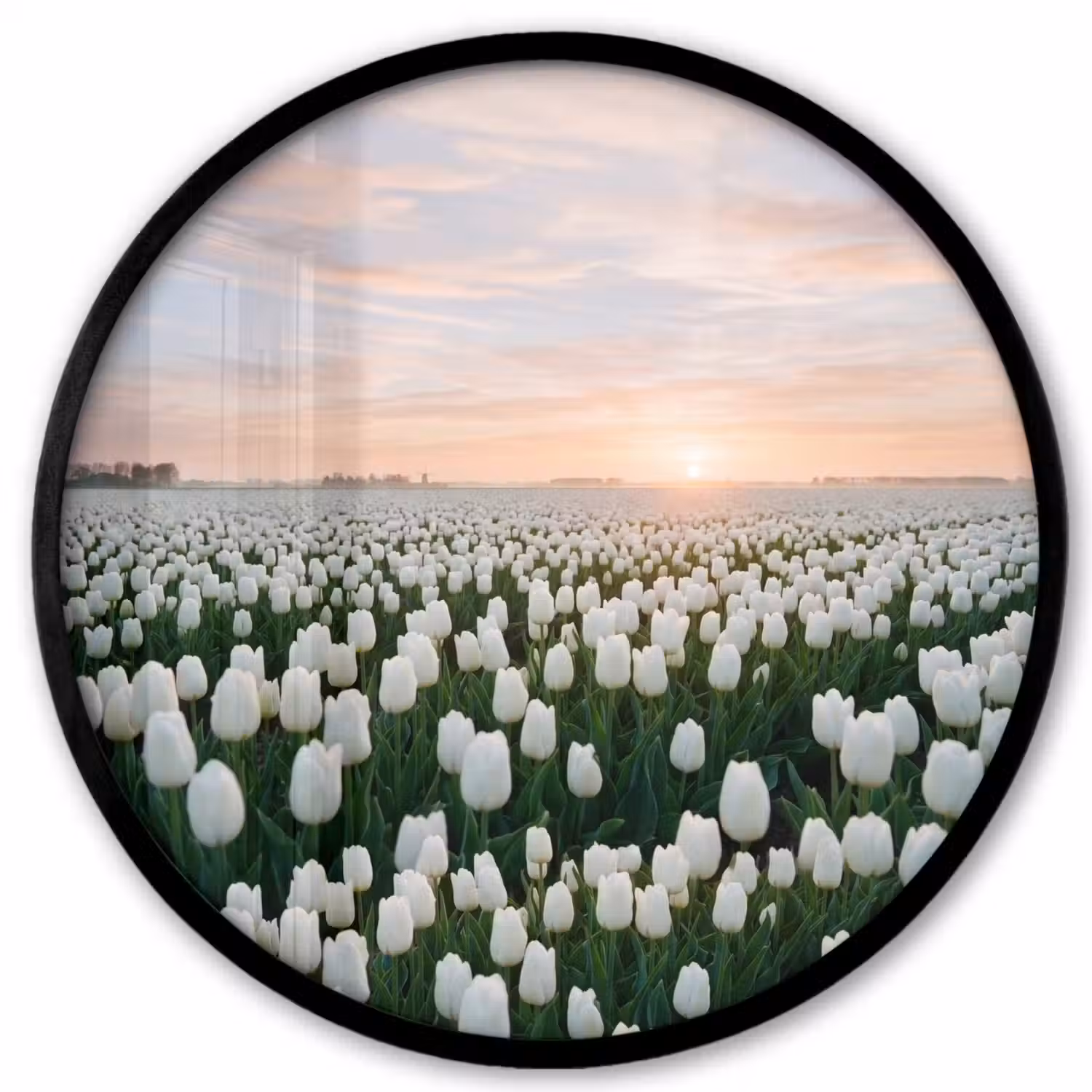 Tulpen - Landschap - Wit Fotolijst rond zonder passe partout klein -3d