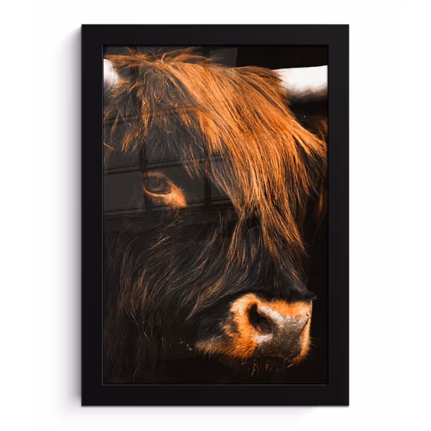 Schotse hooglander - Zwart - Koe - Hoorn - Dieren fotolijst zwart zonder passe partout klein -3d