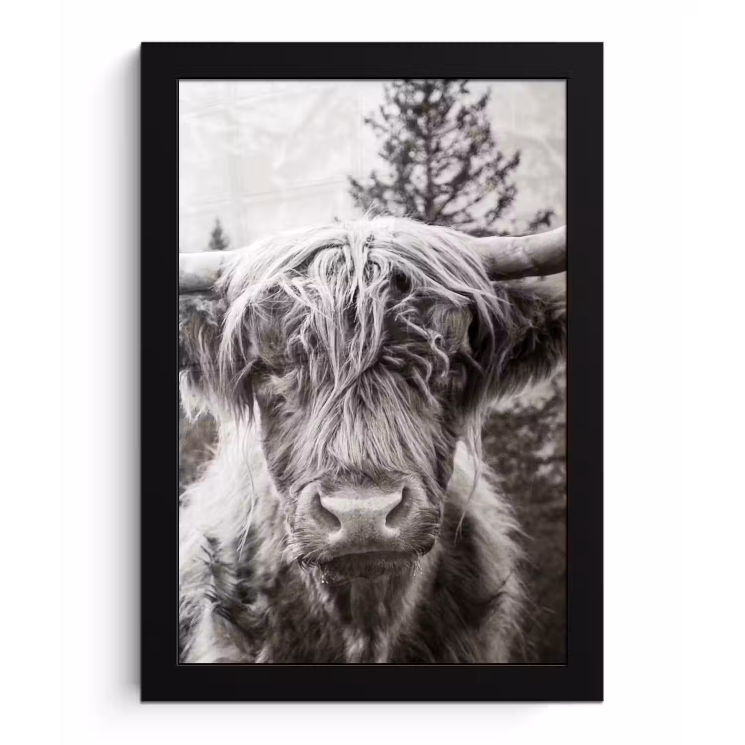 Schotse hooglander - Koe - Dieren - Zwart - Wit fotolijst zwart zonder passe partout klein -3d