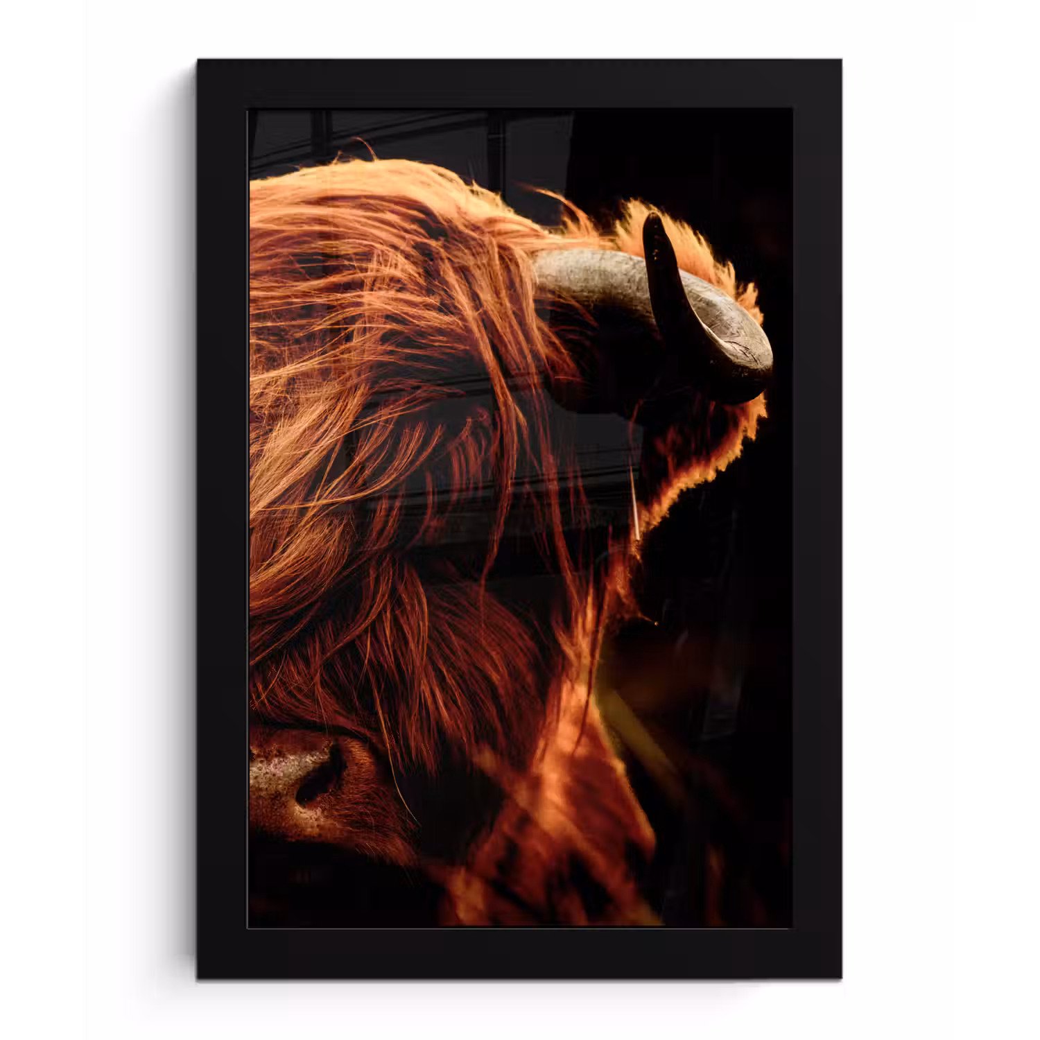 Schotse hooglander - Koe - Hoorns - Portret - Dieren fotolijst zwart zonder passe partout klein -3d