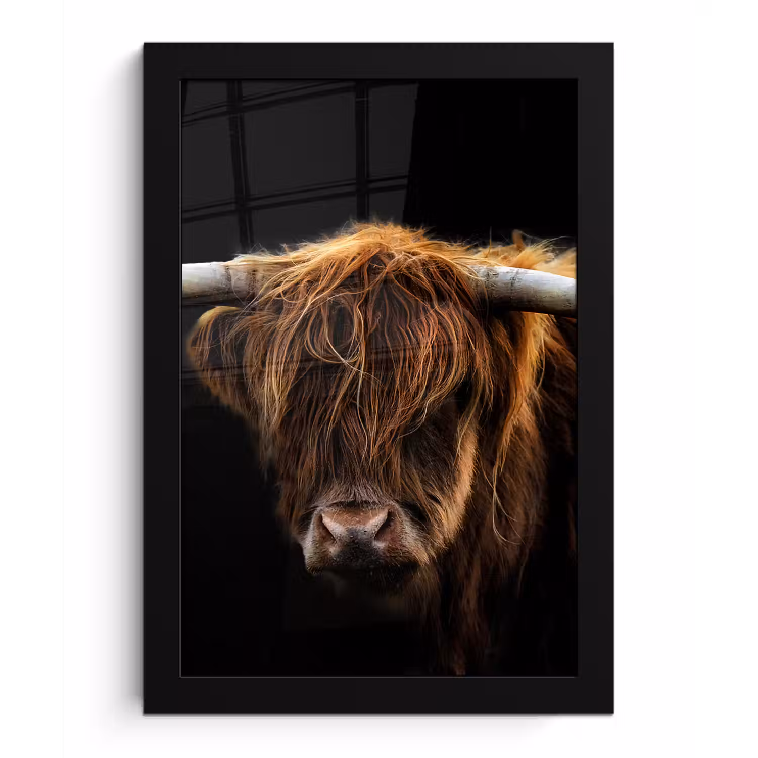 Schotse Hooglander - Horens - Zwart - Dieren - Natuur - Wild - Koe fotolijst zwart zonder passe partout klein -3d