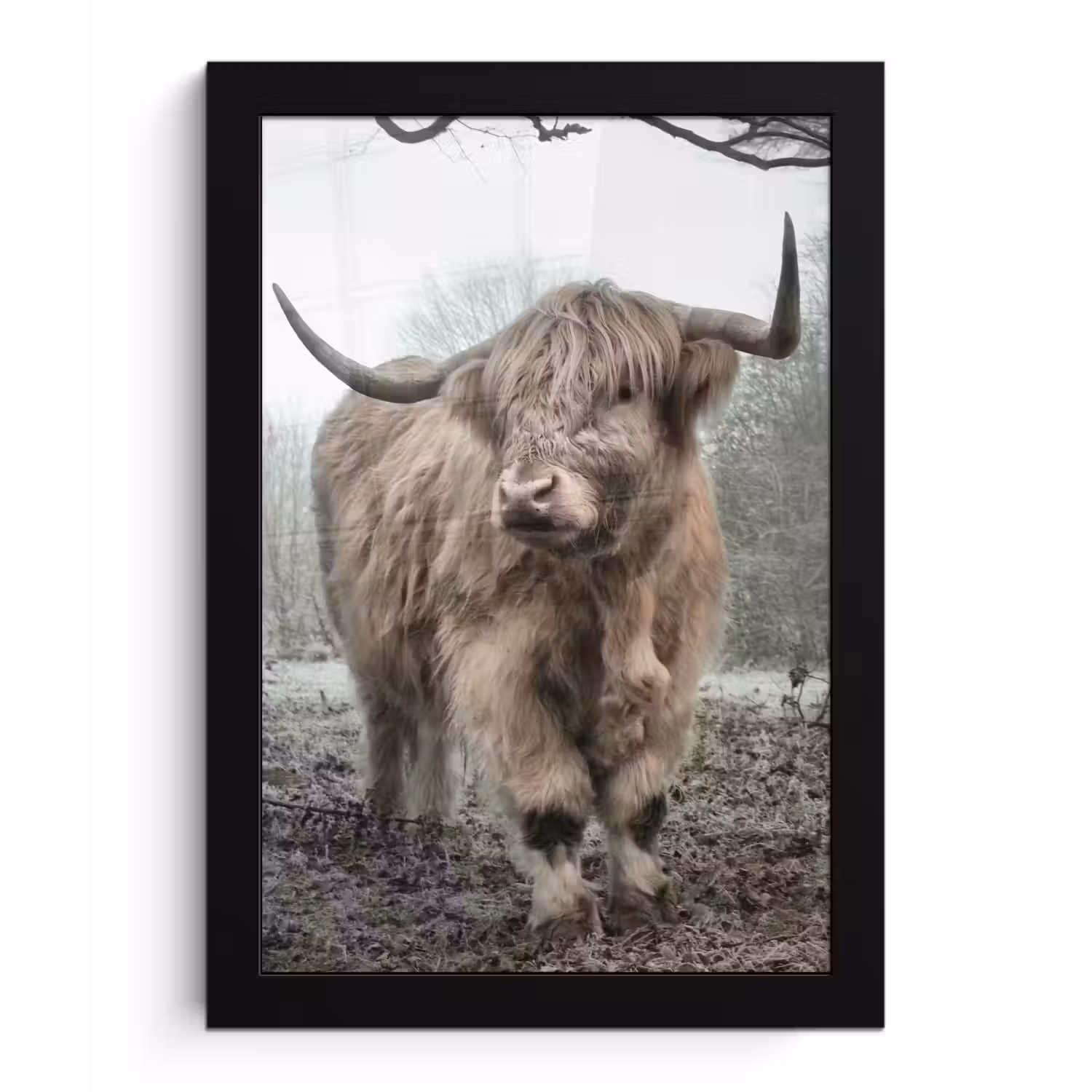 Schotse hooglander - Natuur - Herfst - Dieren - Wild - Bos fotolijst zwart zonder passe partout klein -3d