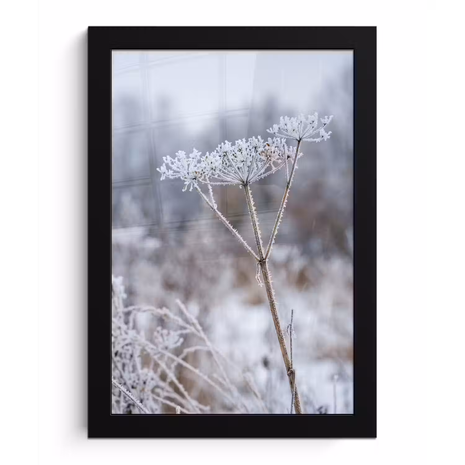 Schermbloem - Rijp - Kristallen - Winter - Delicaat fotolijst zwart zonder passe partout klein -3d