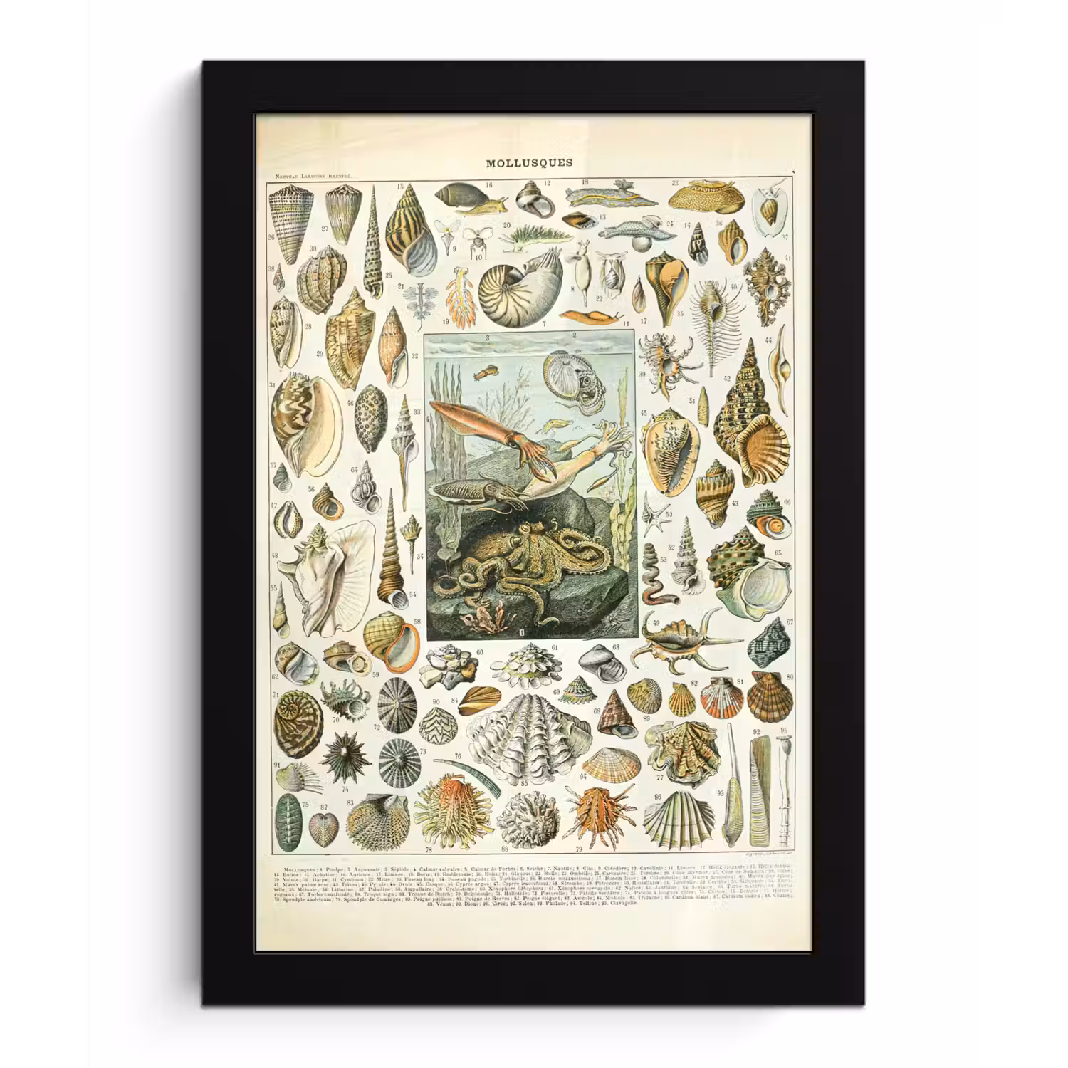 Zeedieren - Schelp - Vintage - Zee - Adolphe Millot fotolijst zwart zonder passe partout klein -3d