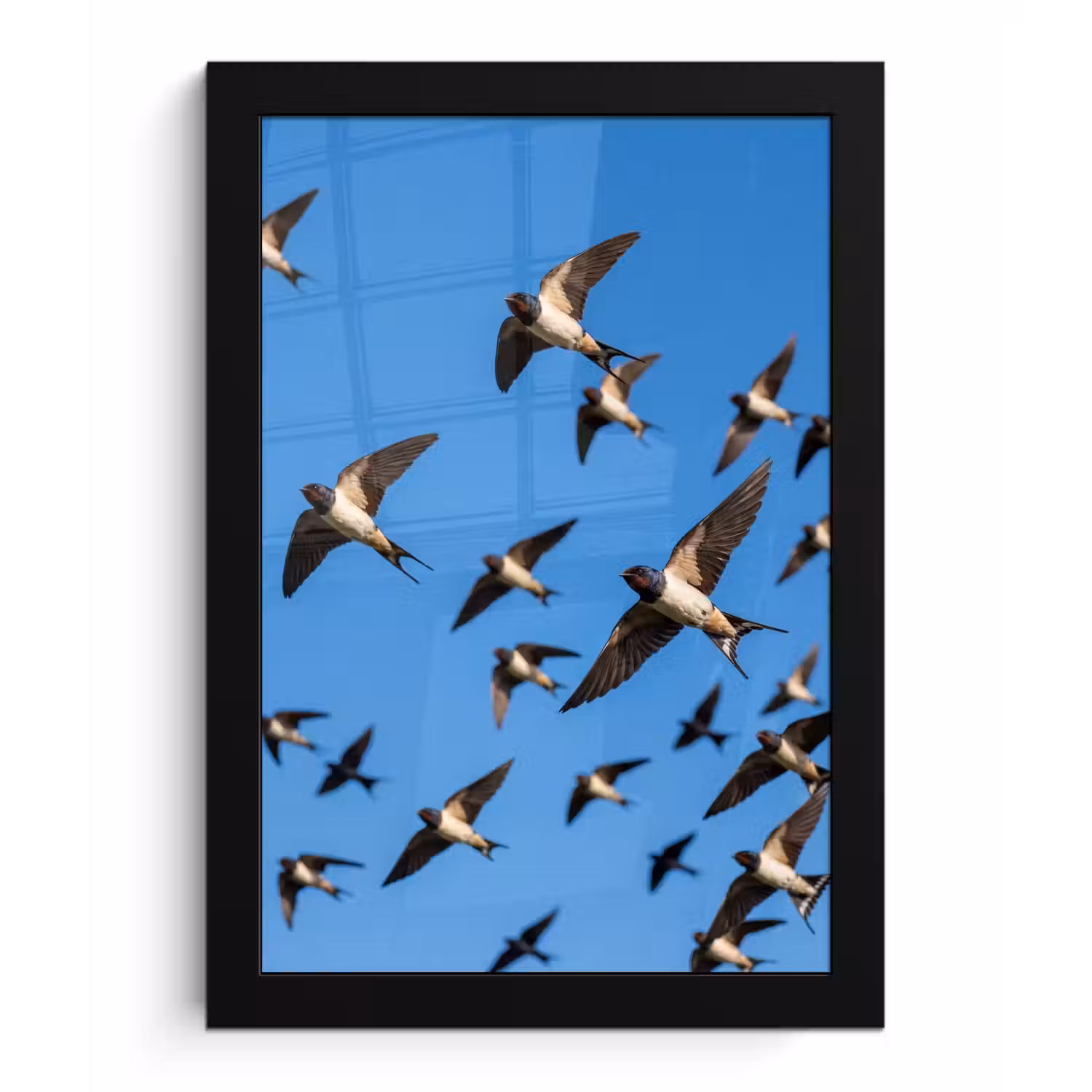 Zwaluwen - Vliegen - Blauw fotolijst zwart zonder passe partout klein -3d