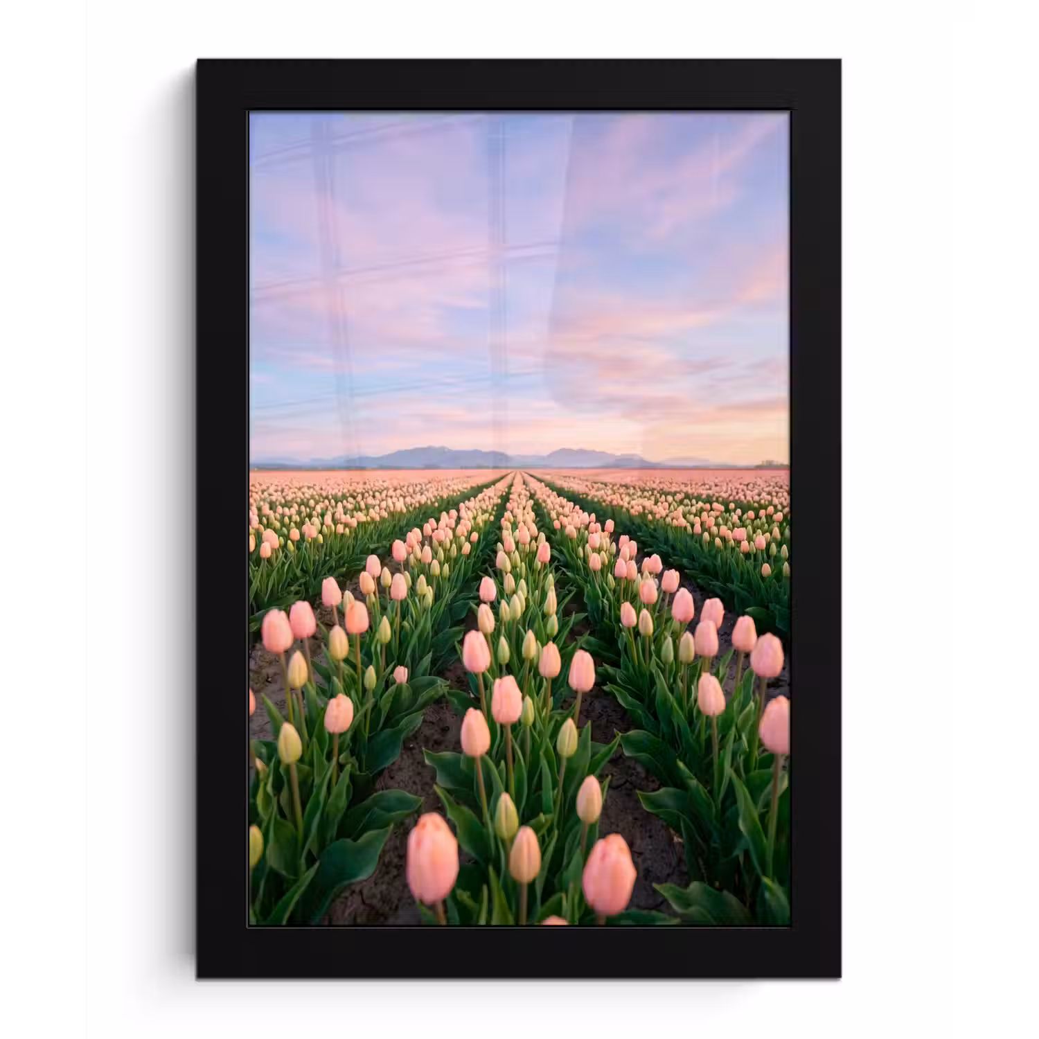 Tulpen - Landschap - Roze fotolijst zwart zonder passe partout klein -3d