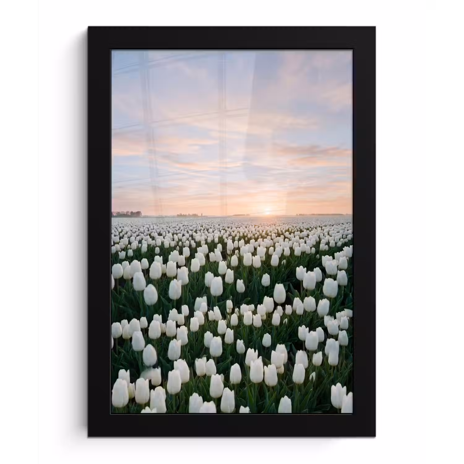 Tulpen - Landschap - Wit fotolijst zwart zonder passe partout klein -3d
