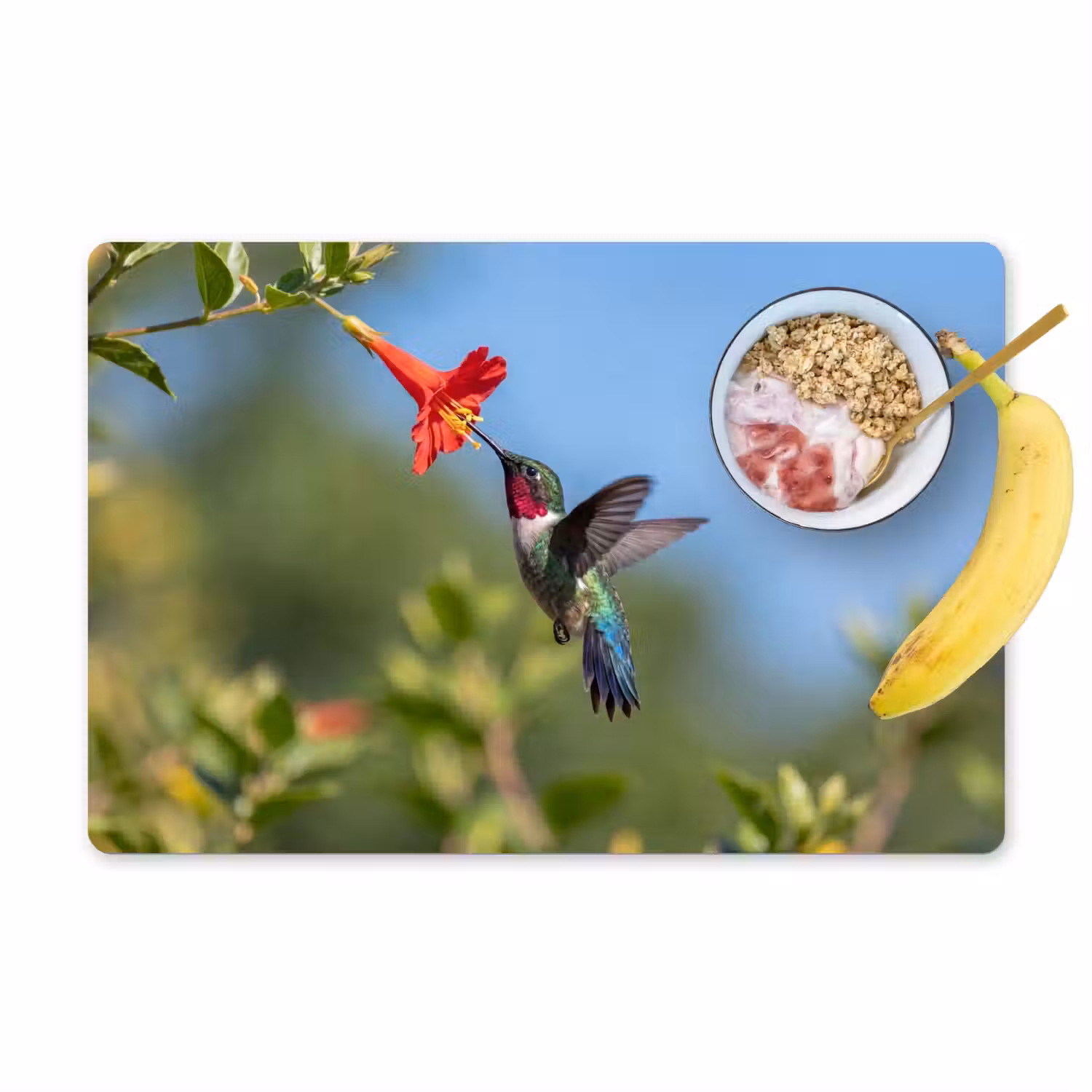 Kolibrie - Bloem - Natuur - Groen Placemat vinyl groot -zzzproduct_Kitchenyeah-website