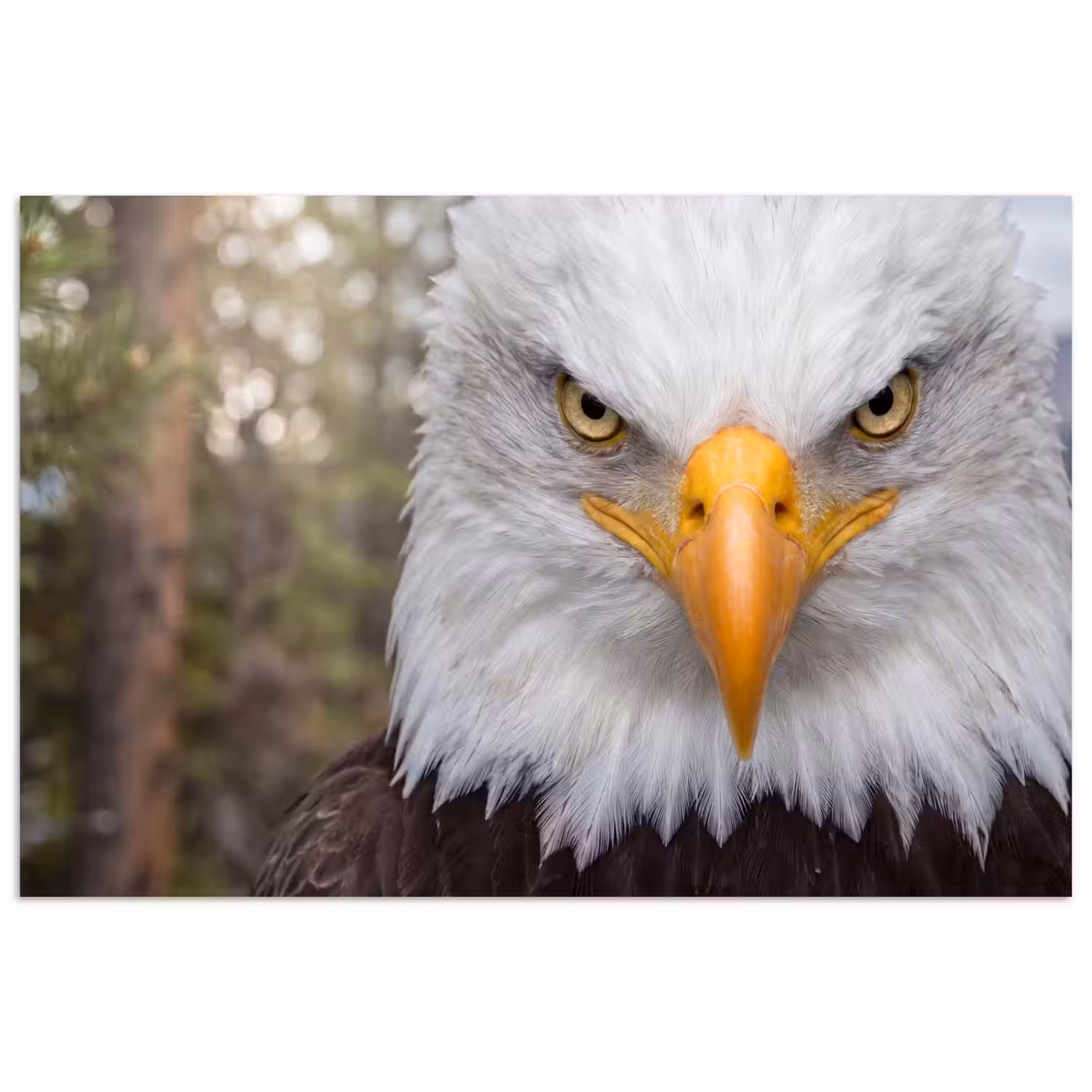 Amerikaans - Zeearend - Portret - Geel poster papier klein -3d