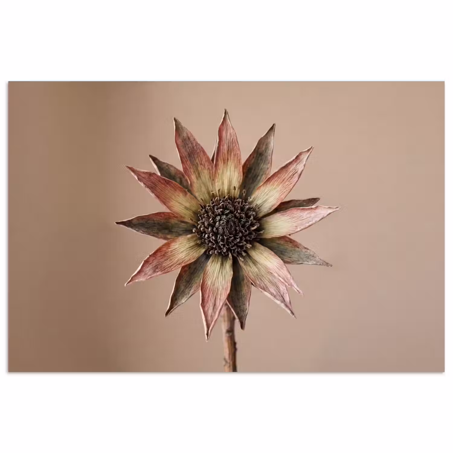 Droogbloem - Protea - Vintage - Beige - Rustiek poster papier klein -3d