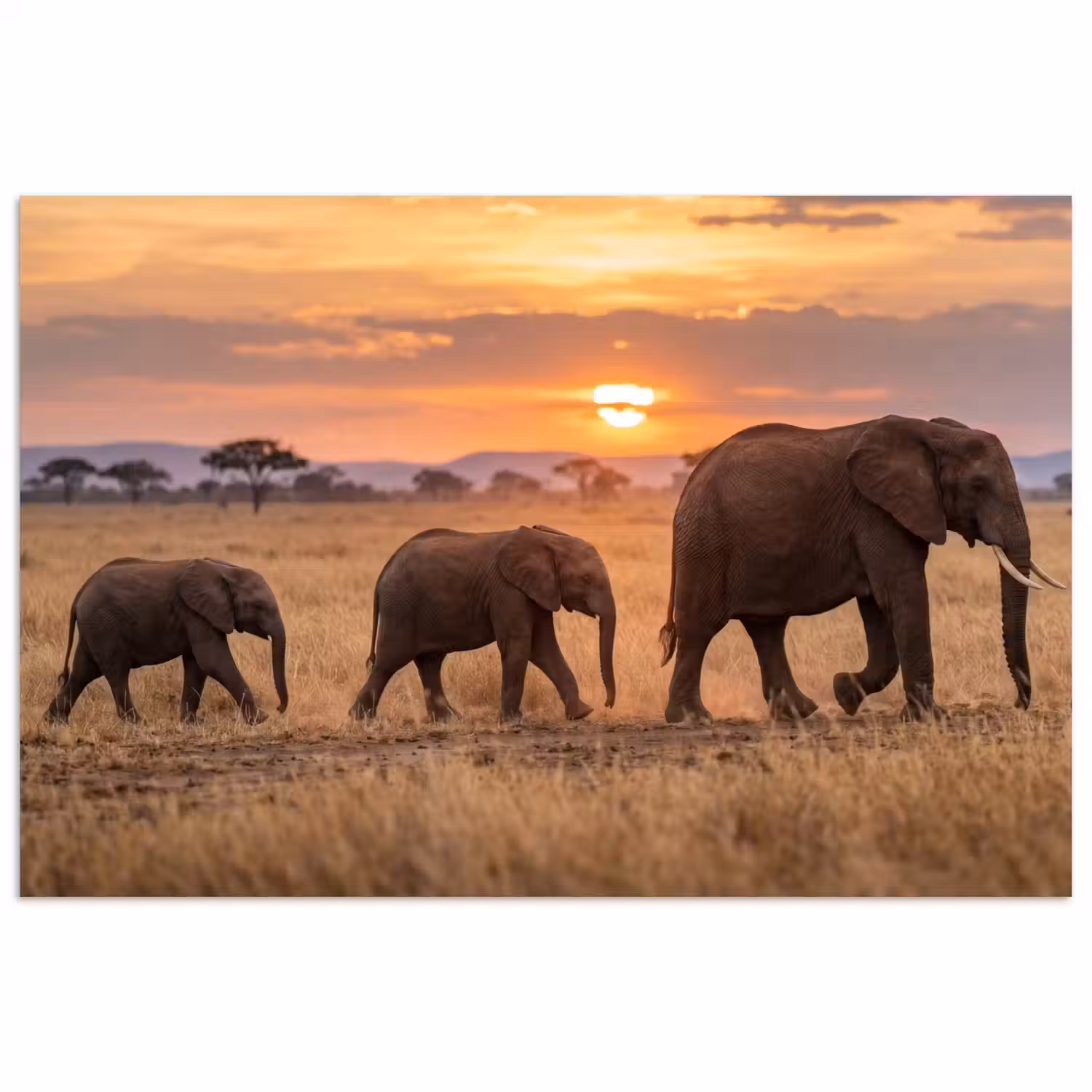 Olifanten - Savanne - Zonsondergang - Afrika - Warm poster papier klein -3d