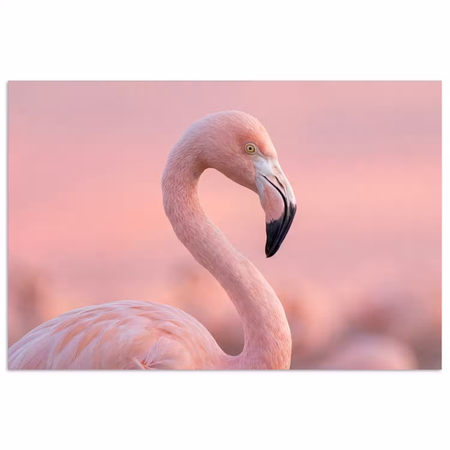 Flamingo - Portret - Roze poster papier klein -3d
