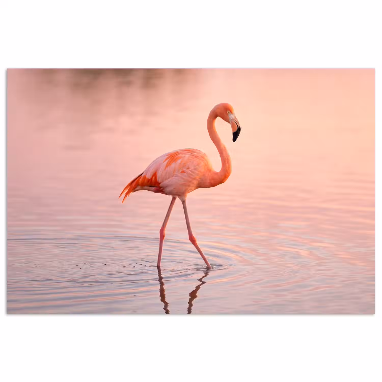 Flamingo - Water - Roze poster papier klein -3d