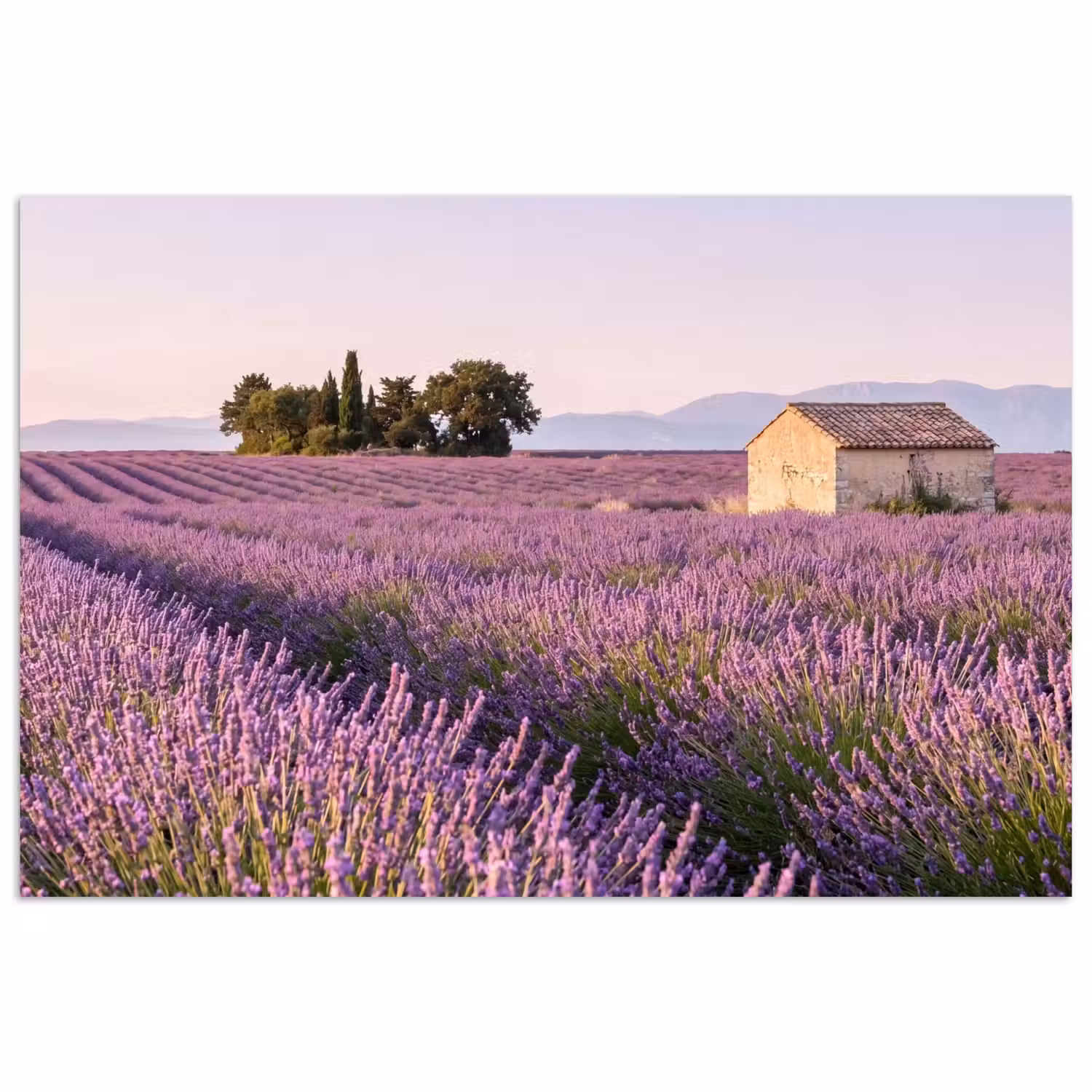 Lavendel - Landschap - Sereen - Paars poster papier klein -3d