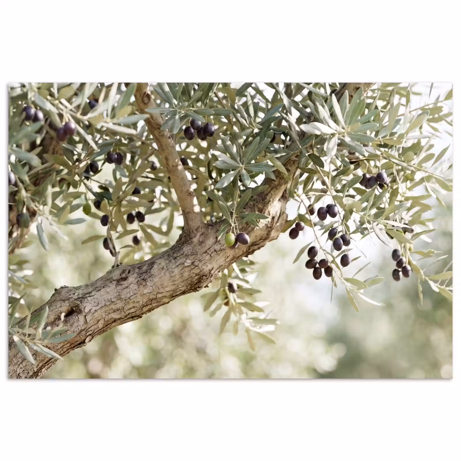 Poster - Olive tree - branch - green - Olijfboom - tak - groen poster papier klein