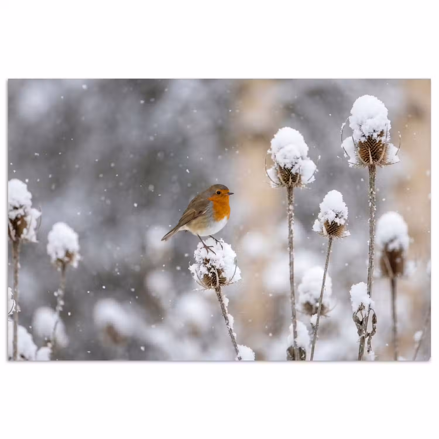 Roodborstje - Gedroogde bloem - Sneeuw - Winter - Vertederend poster papier klein -3d