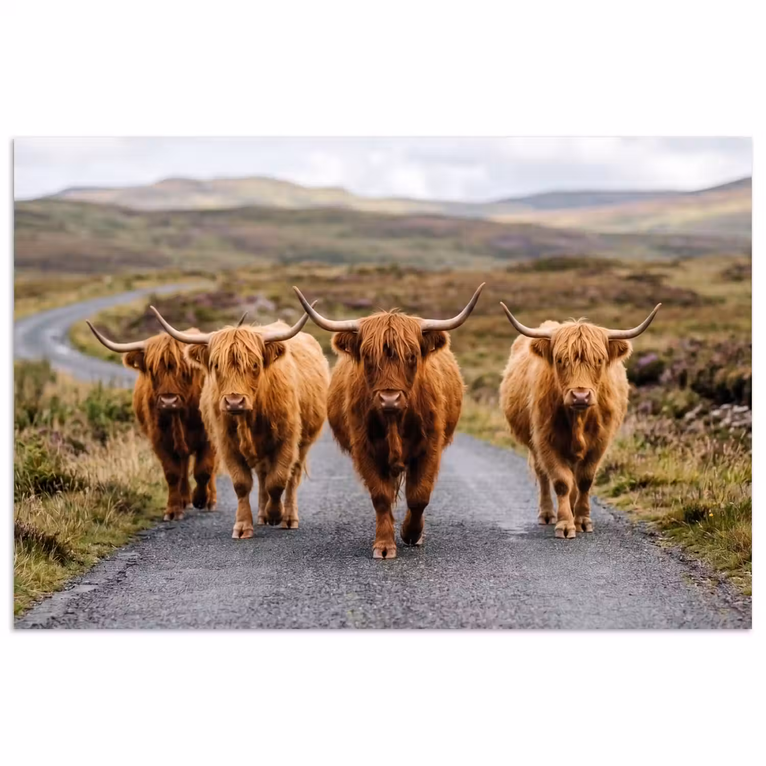 Schotse Hooglanders - Weg - Landschap - Kudde poster papier klein -3d