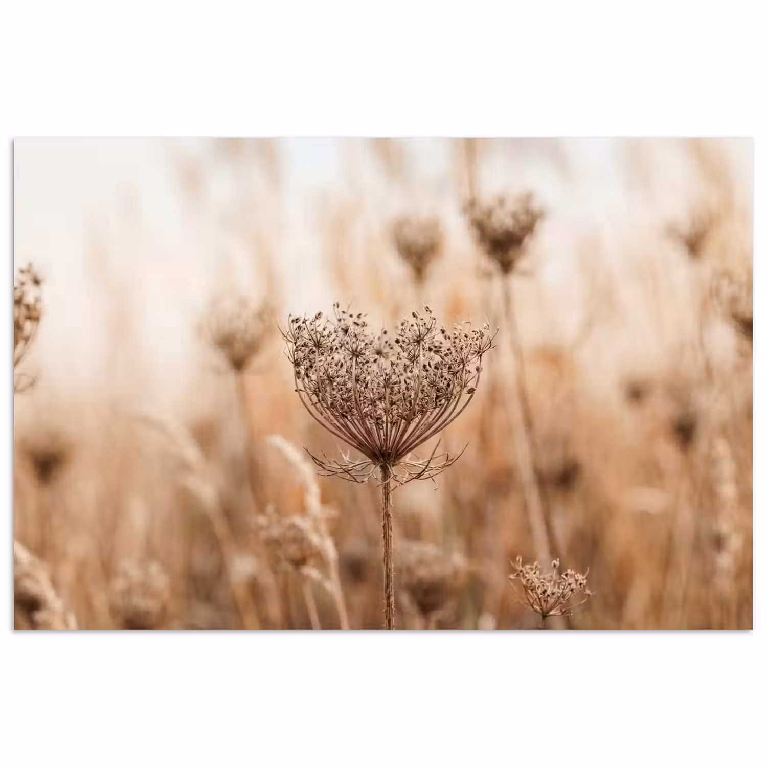 Schermbloem - Droogbloem - Winter - Beige - Minimalistisch poster papier klein -3d