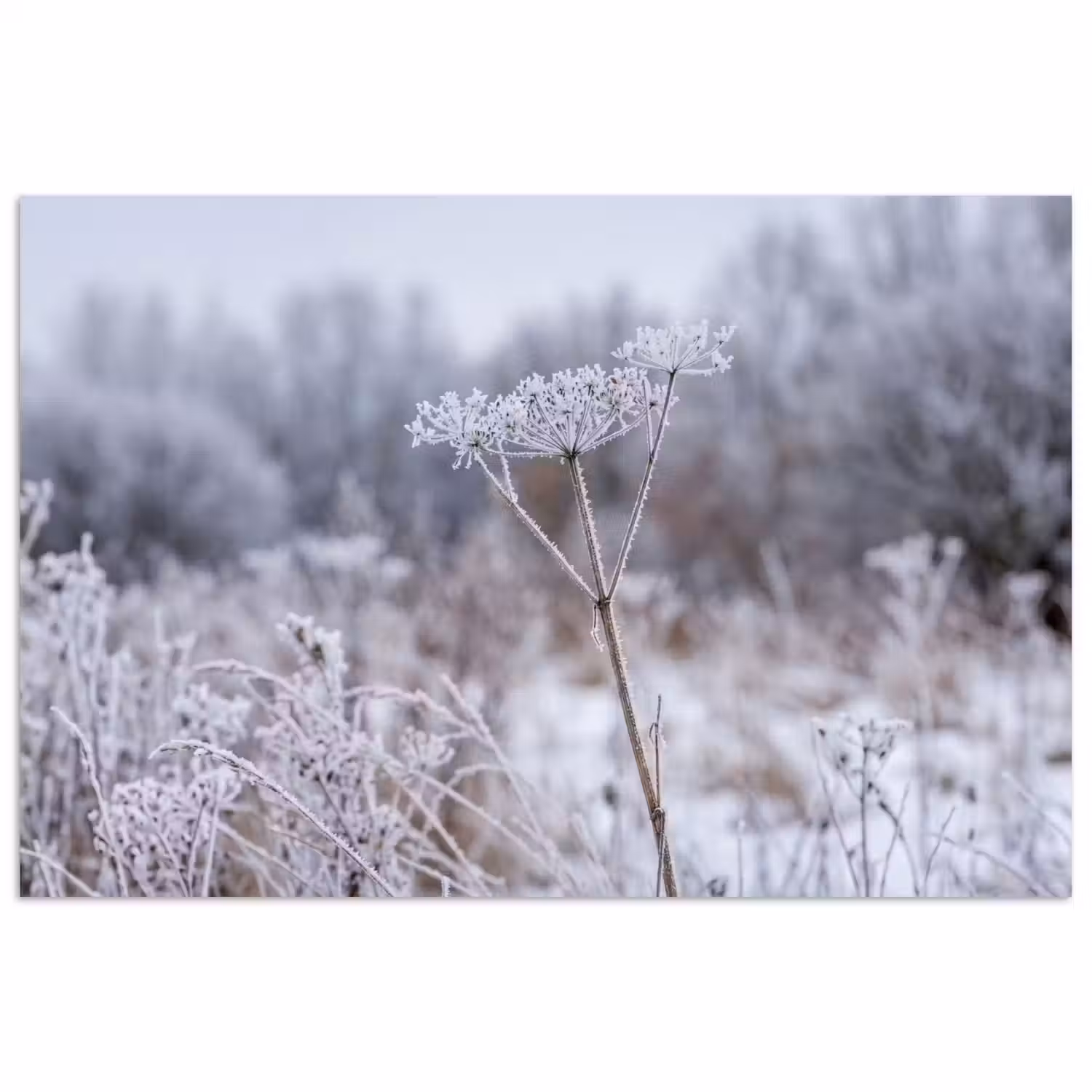 Schermbloem - Rijp - Kristallen - Winter - Delicaat poster papier klein -3d
