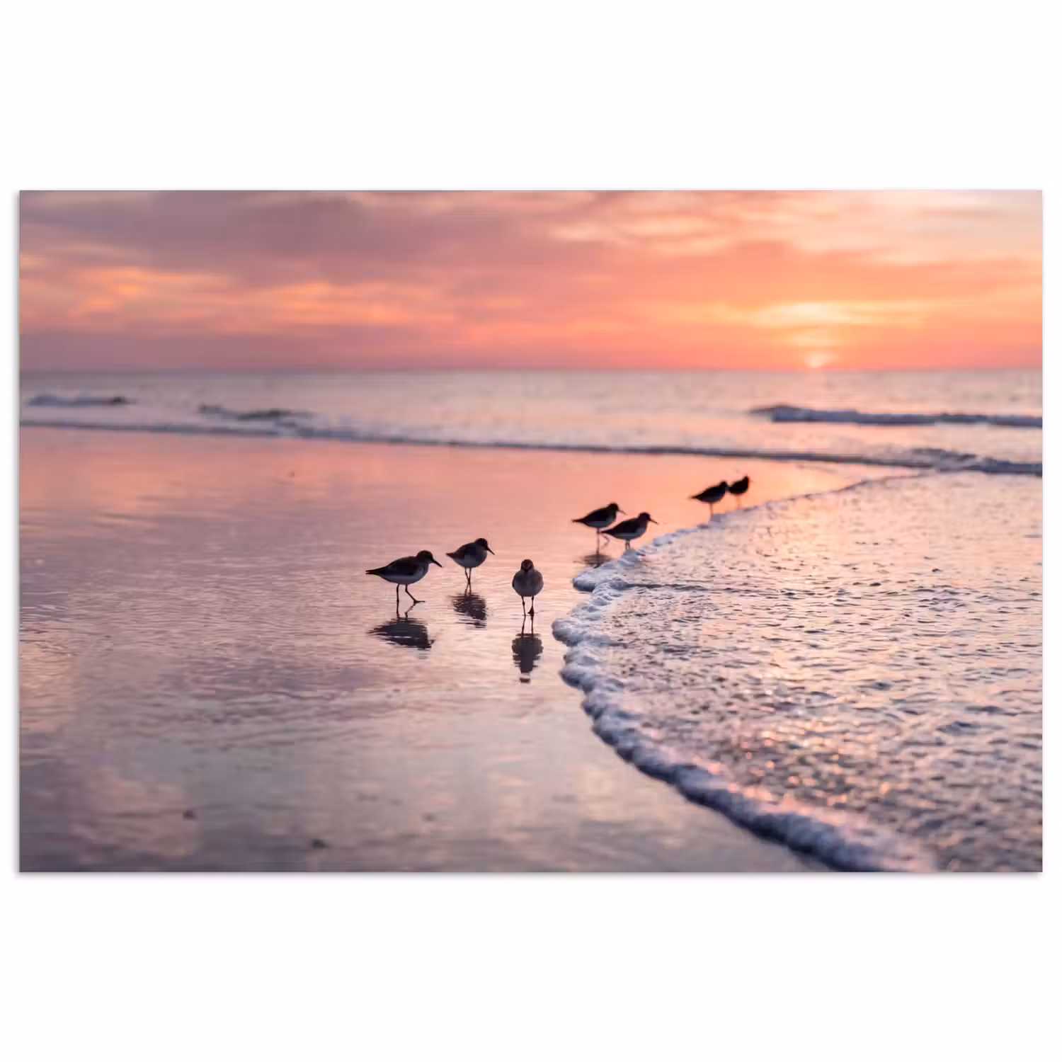Meeuwen - Strand - Zee - Roze poster papier klein -3d