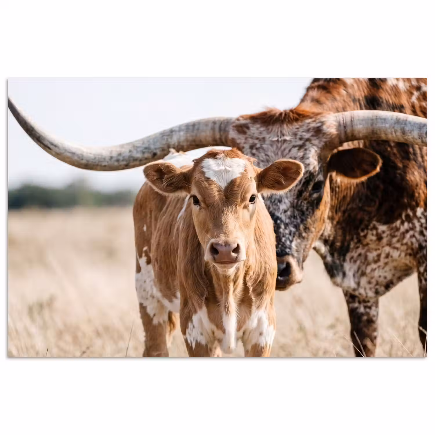 Texas Longhorn - Kalf - Weide - Dieren poster papier klein -3d