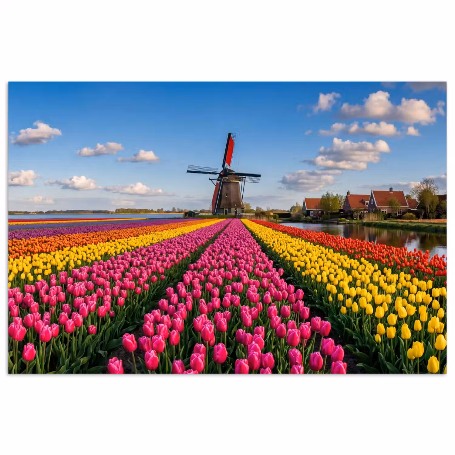 Tulpen - Holland - Molen - Kleurrijk poster papier klein -3d