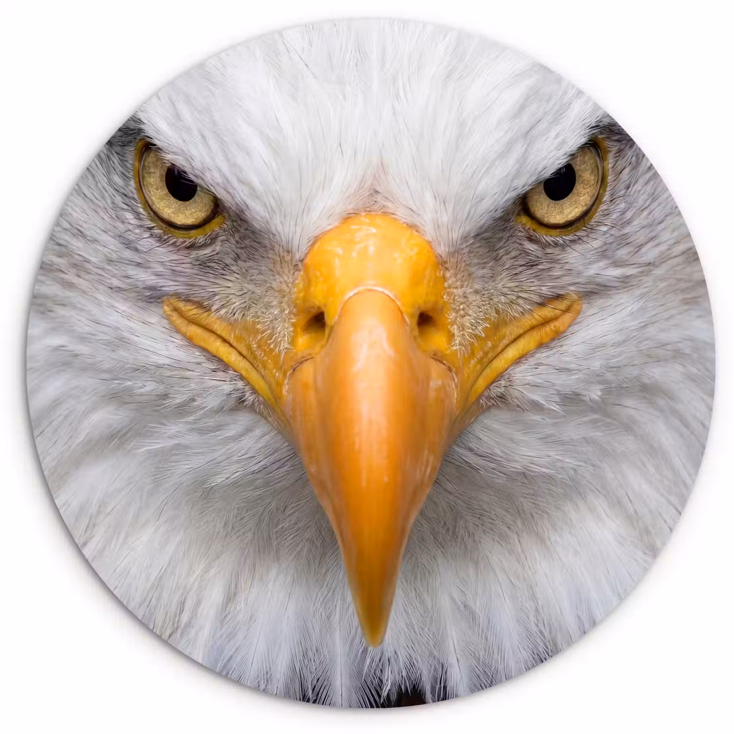 Amerikaans - Zeearend - Portret - Geel Wandcirkel kunststof plaat 5mm dik klein -3d