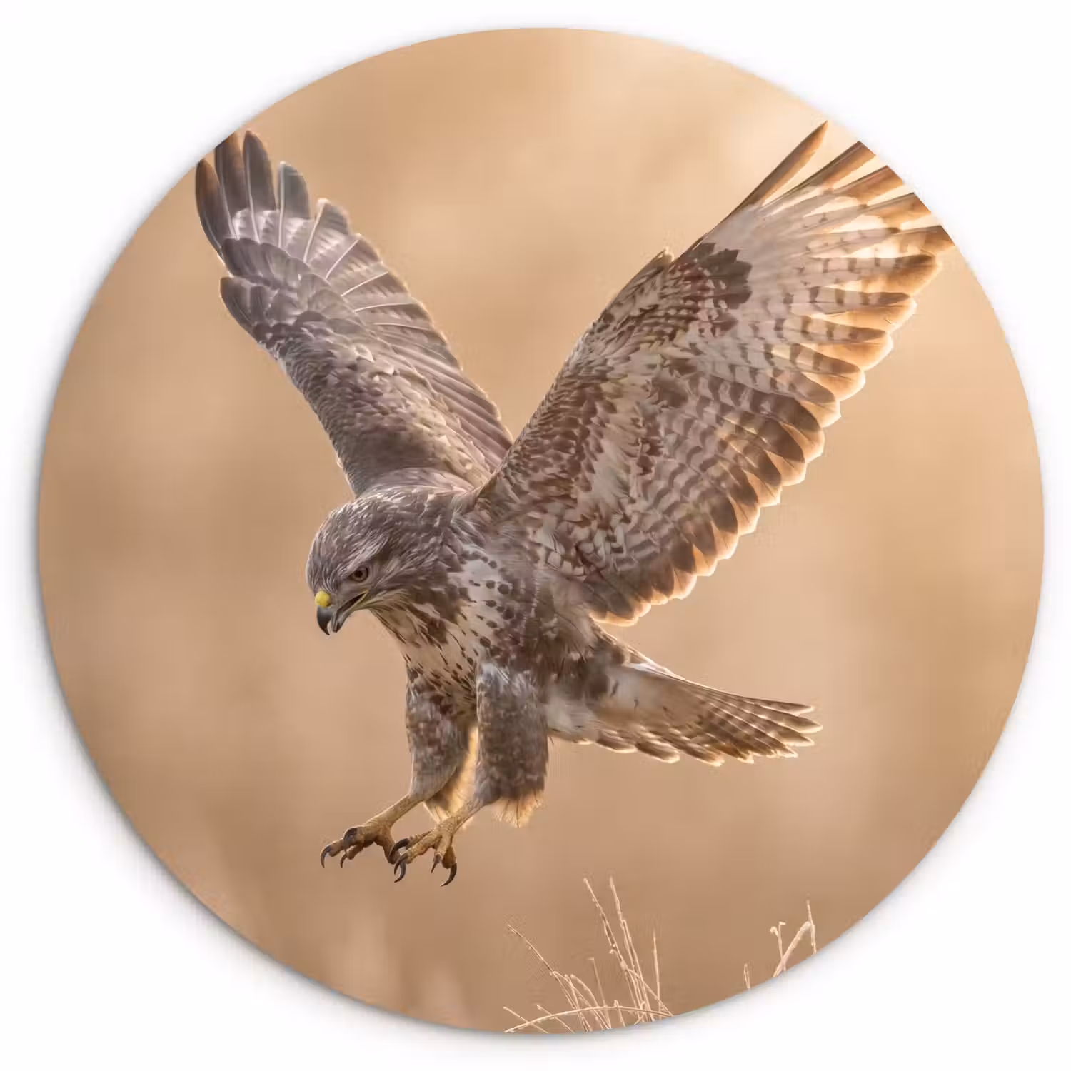 Buizerd - Roofvogel - Natuur - Bruin Wandcirkel kunststof plaat 5mm dik klein -3d