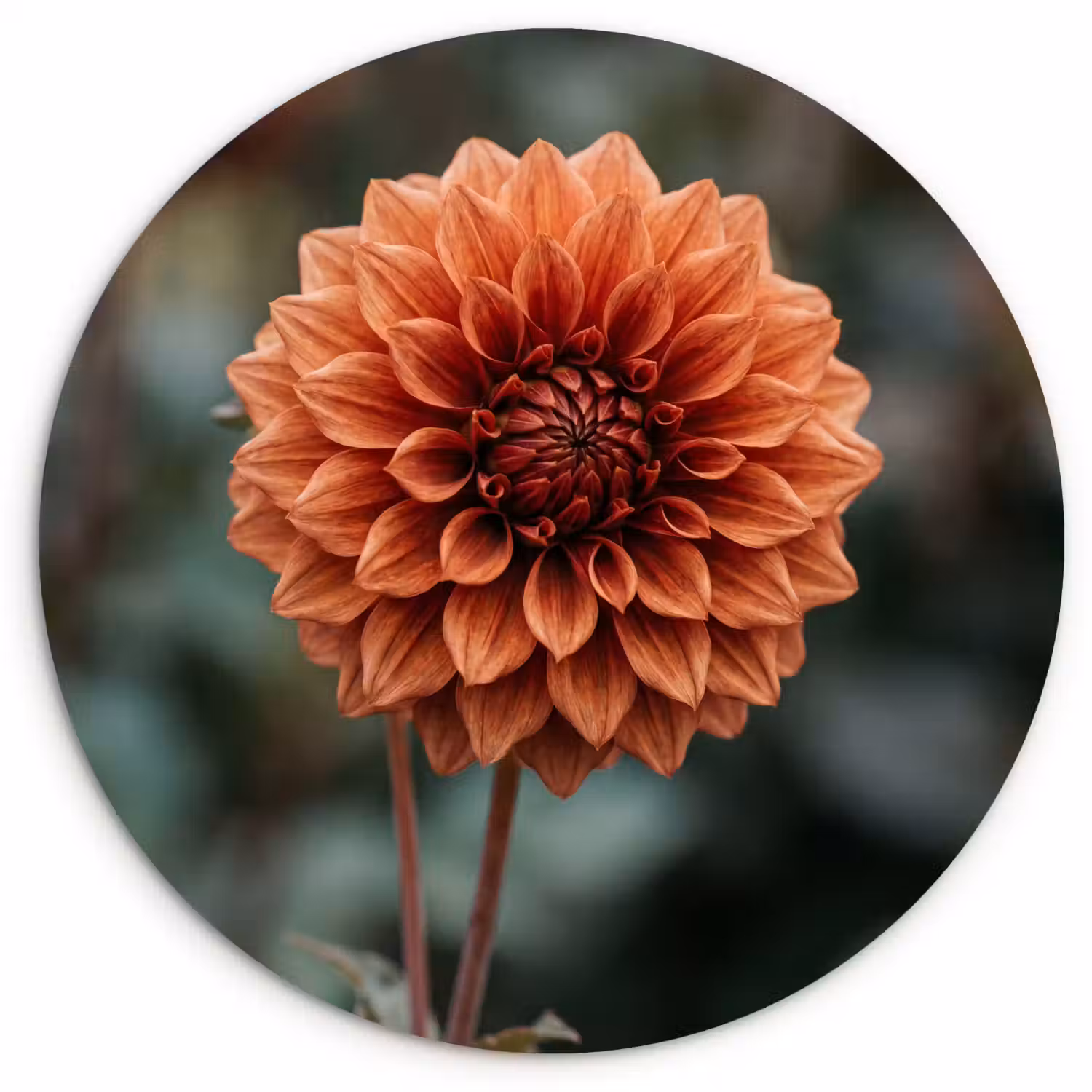Dahlia - Bloem - Natuur - Sfeervol Wandcirkel kunststof plaat 5mm dik klein -3d