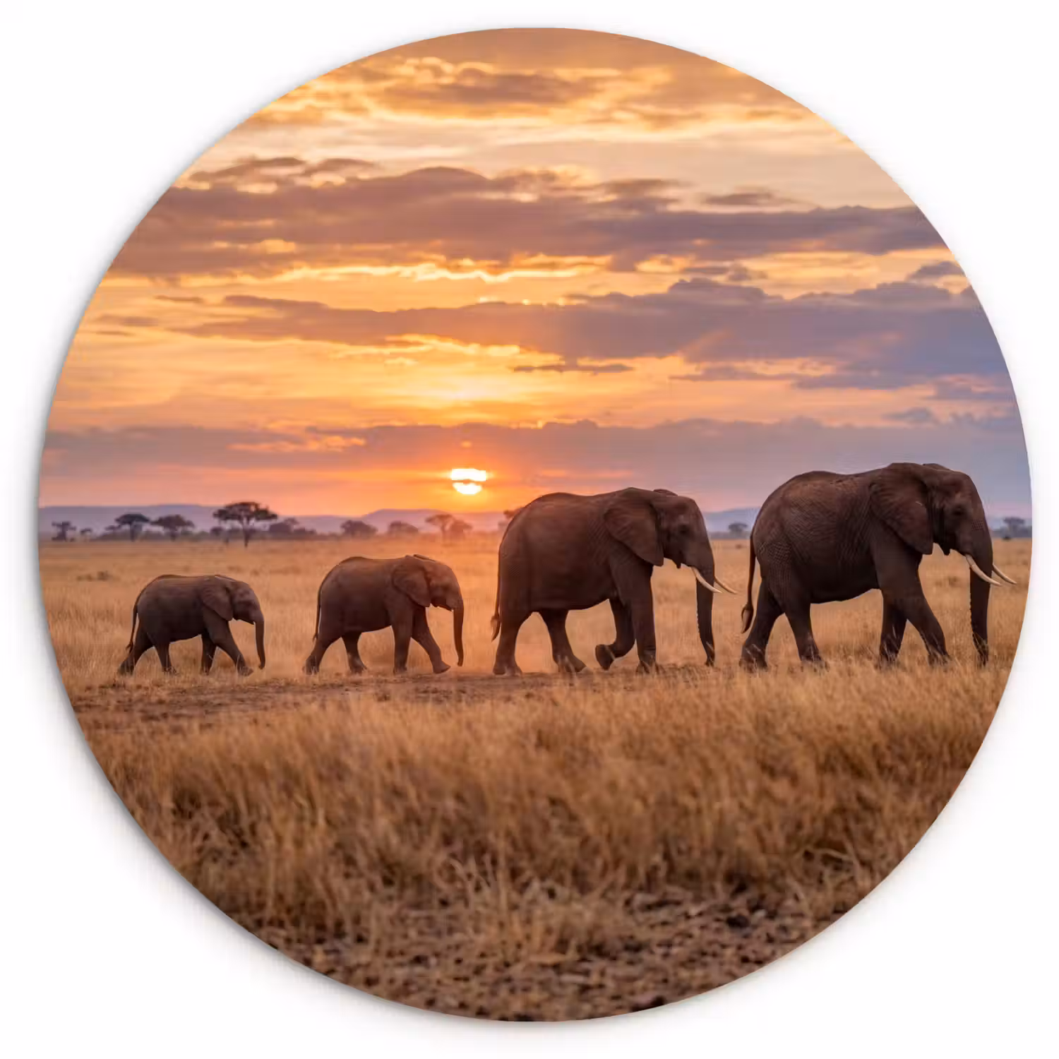 Olifanten - Savanne - Zonsondergang - Afrika - Warm Wandcirkel kunststof plaat 5mm dik klein -3d