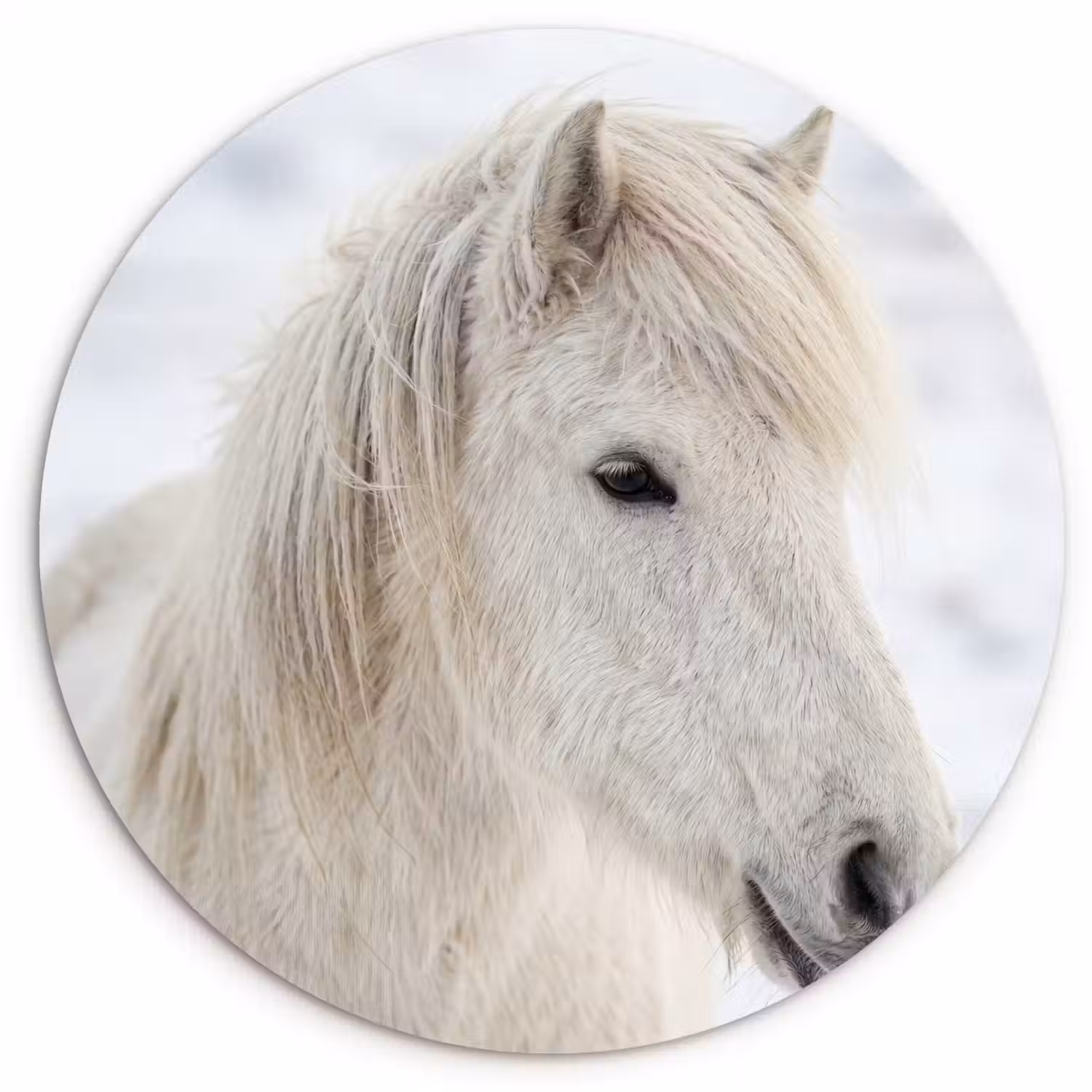 Paard - Kop - Winter - Dieren - Wit Wandcirkel kunststof plaat 5mm dik klein -3d