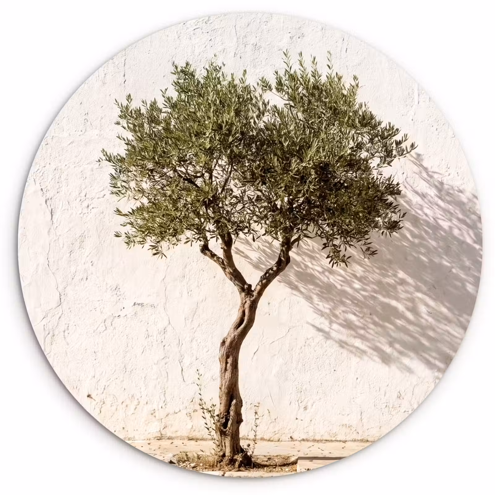 round wall art - Olive Tree - Wall - White - Olijfboom - muur - wit Wandcirkel kunststof plaat 5mm dik klein