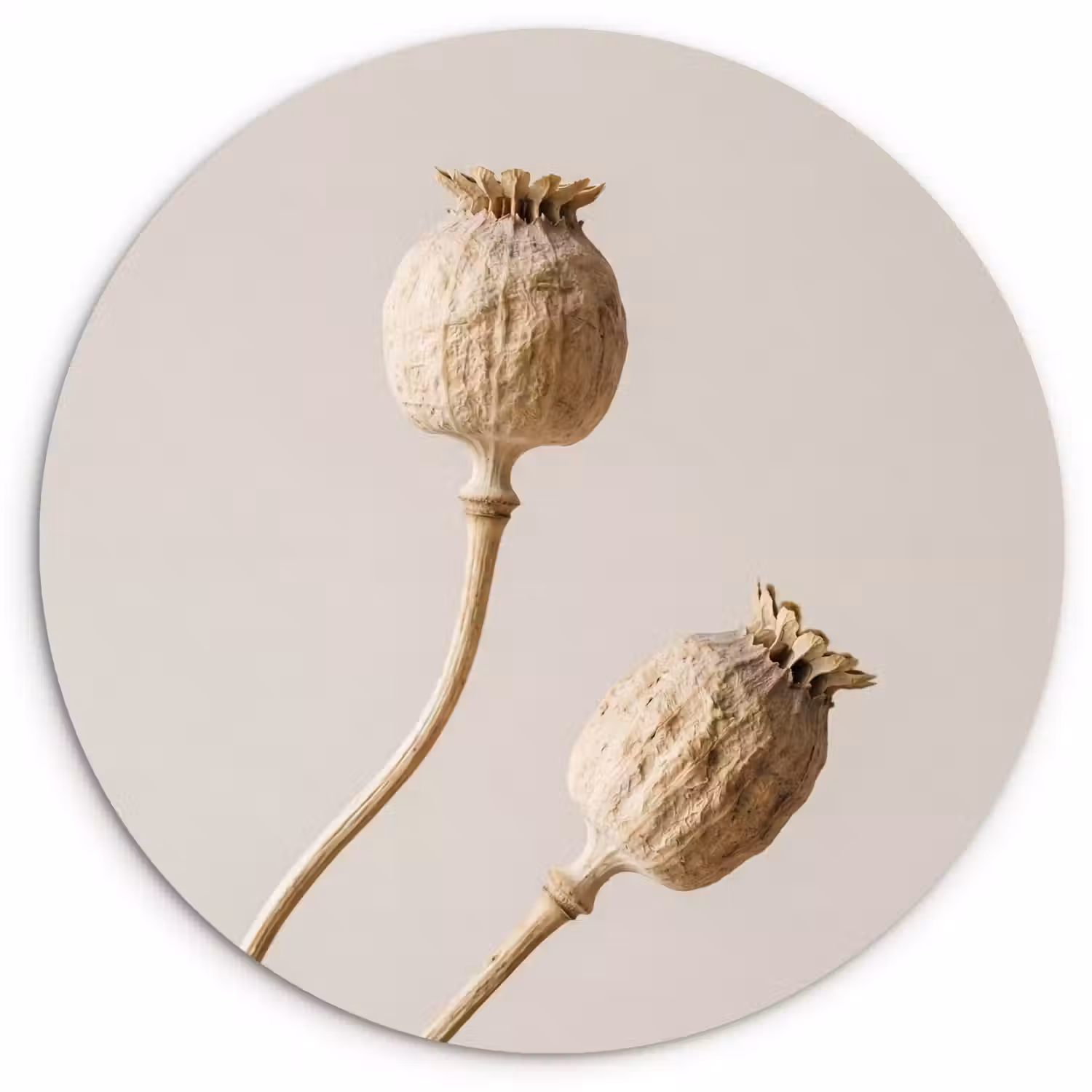 Papaverbollen - Droogbloemen - Minimalistisch - Beige - Rustig Wandcirkel kunststof plaat 5mm dik klein -3d