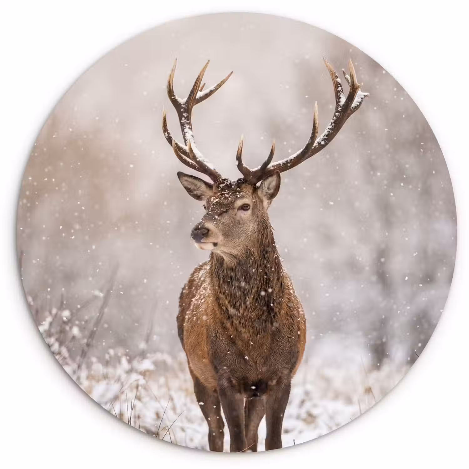 Edelhert - Bos - Sneeuw - Winter - Majestueus Wandcirkel kunststof plaat 5mm dik klein -3d