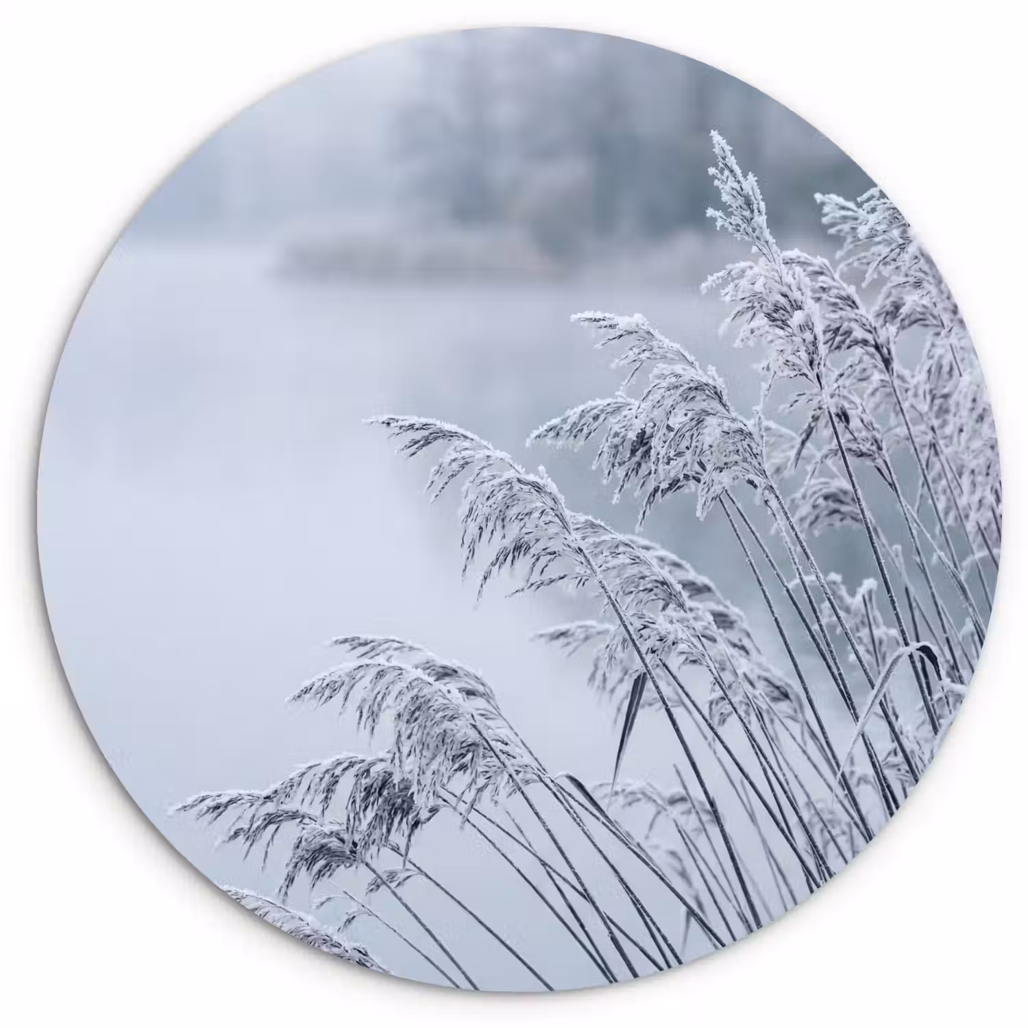 Riet - Bevroren - Winter - Natuur Wandcirkel kunststof plaat 5mm dik klein -3d