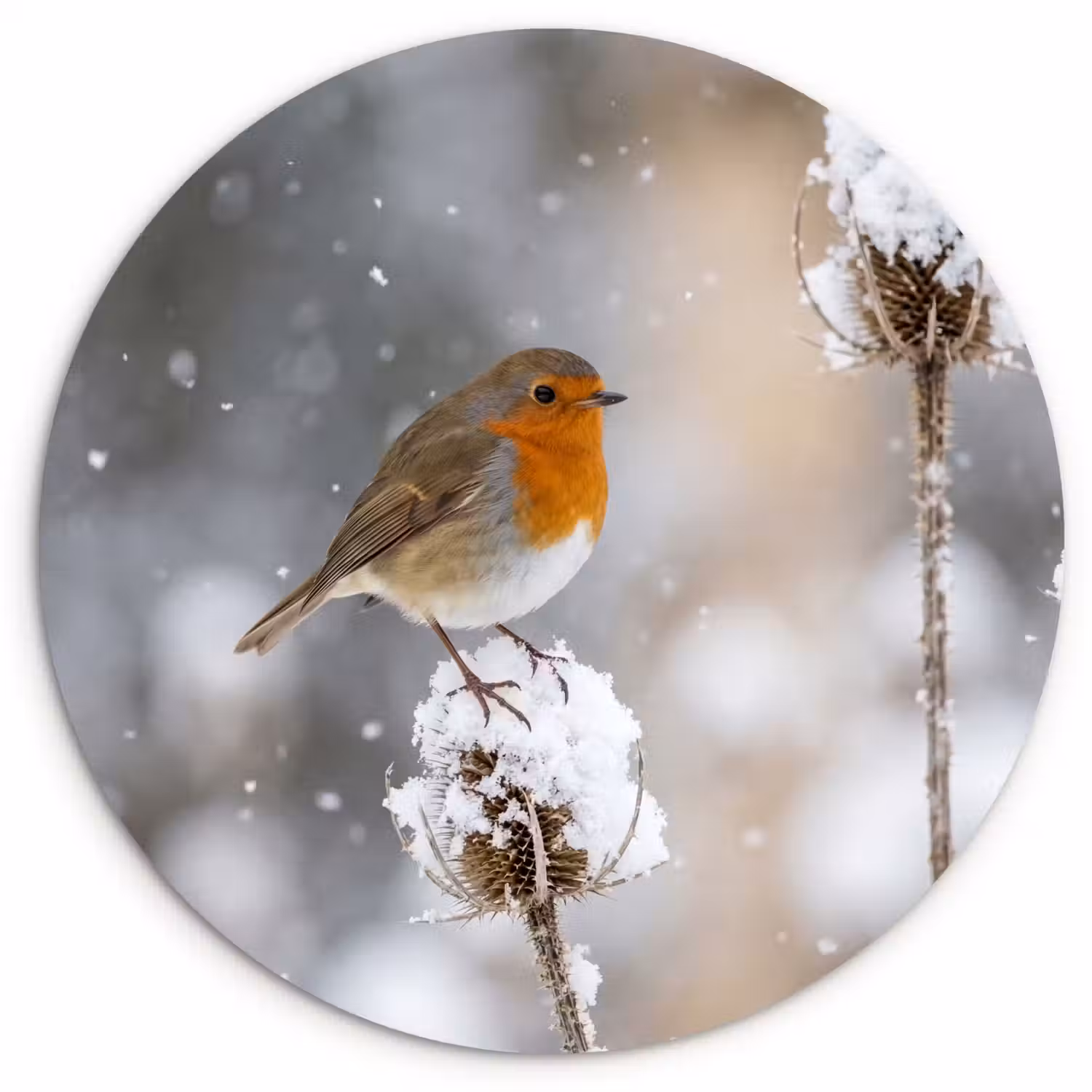 Roodborstje - Gedroogde bloem - Sneeuw - Winter - Vertederend Wandcirkel kunststof plaat 5mm dik klein -3d